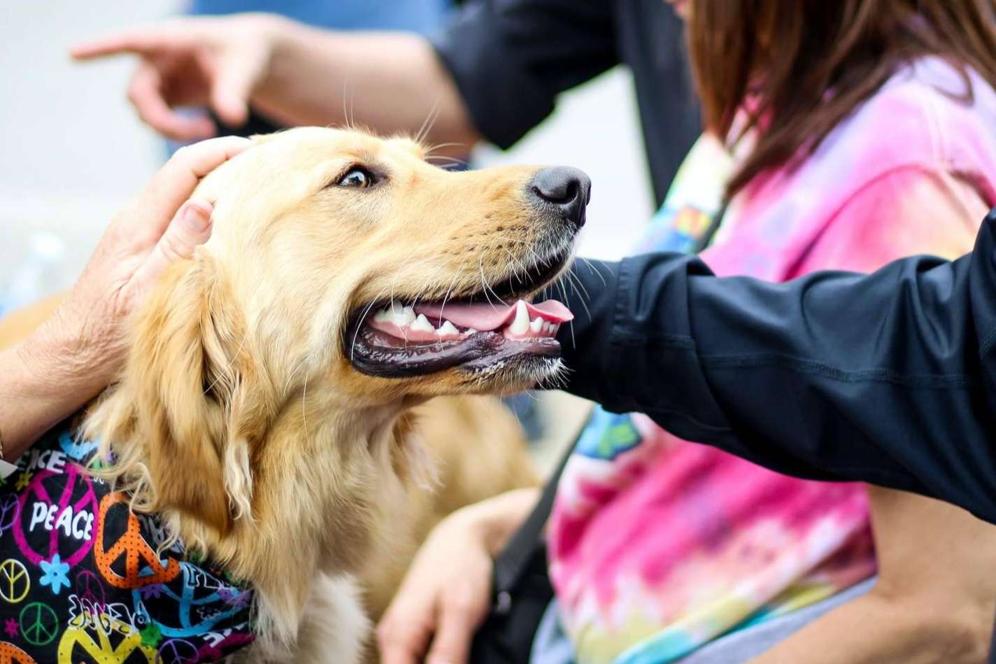 Intervenciones asistidas con animales, por TEAsisTO