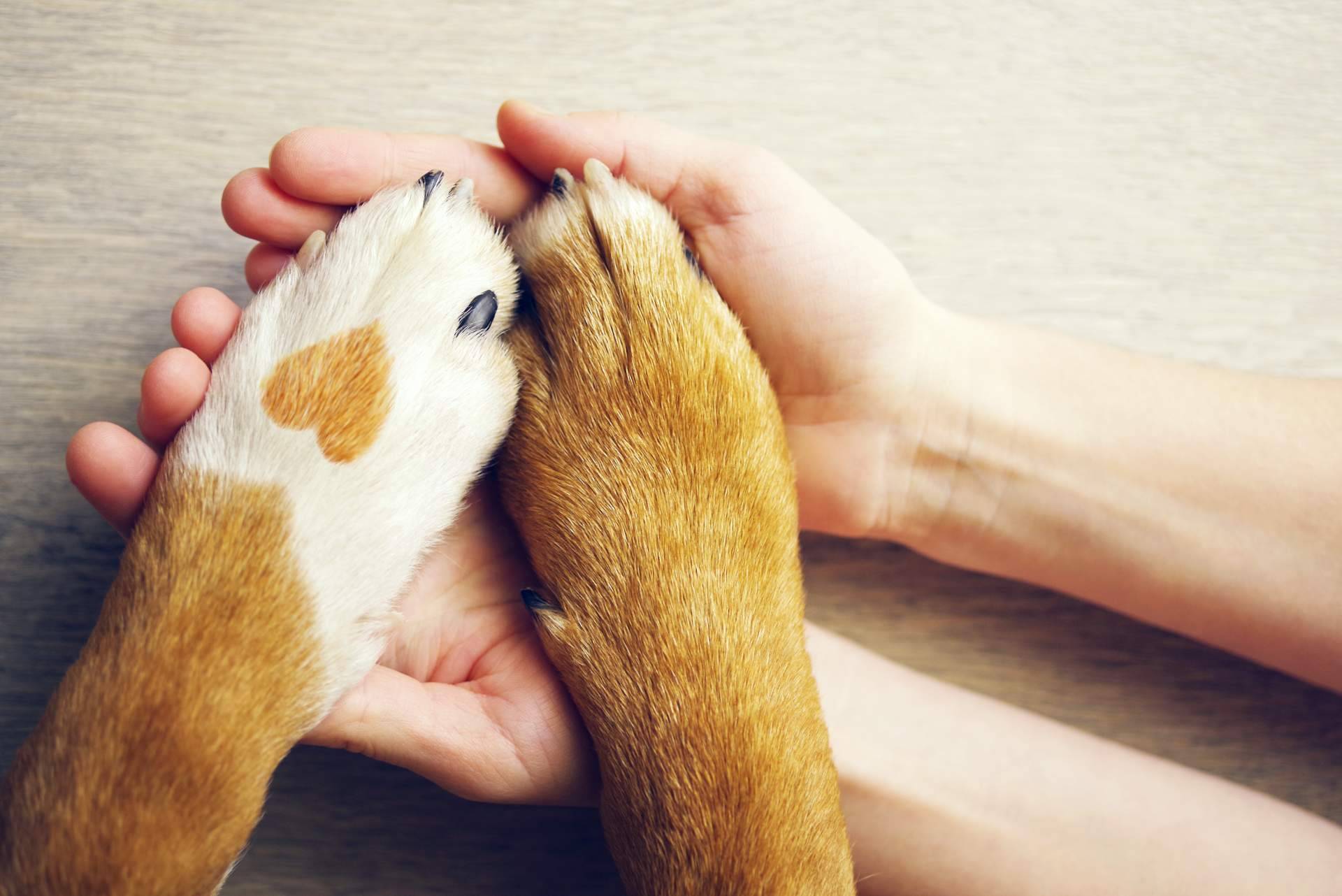 Todo lo que se debe saber del nuevo seguro de mascotas obligatorio en la Ley de Bienestar Animal