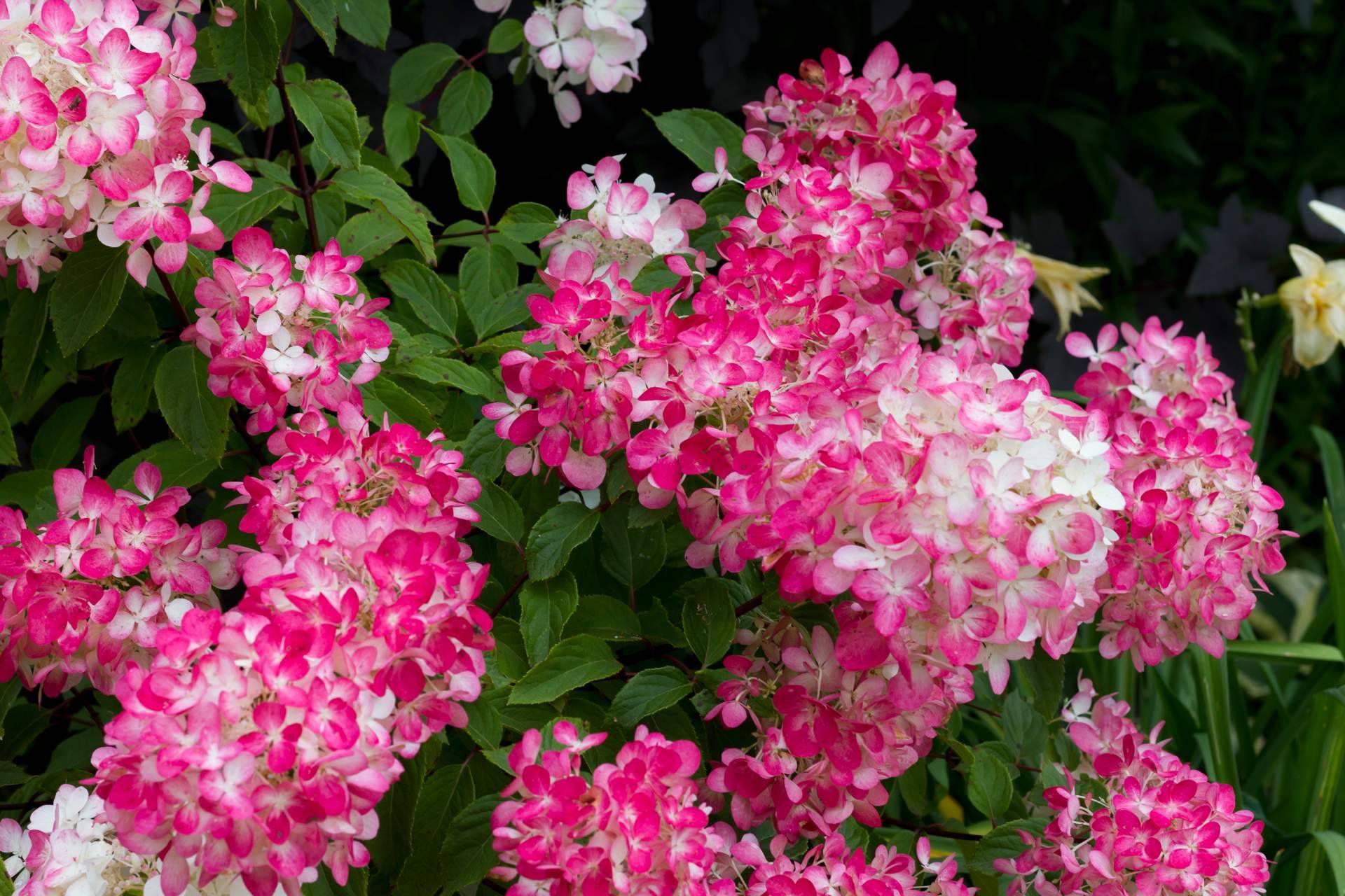 Rosistirem, en Madrid, ofrece paniculata de colores