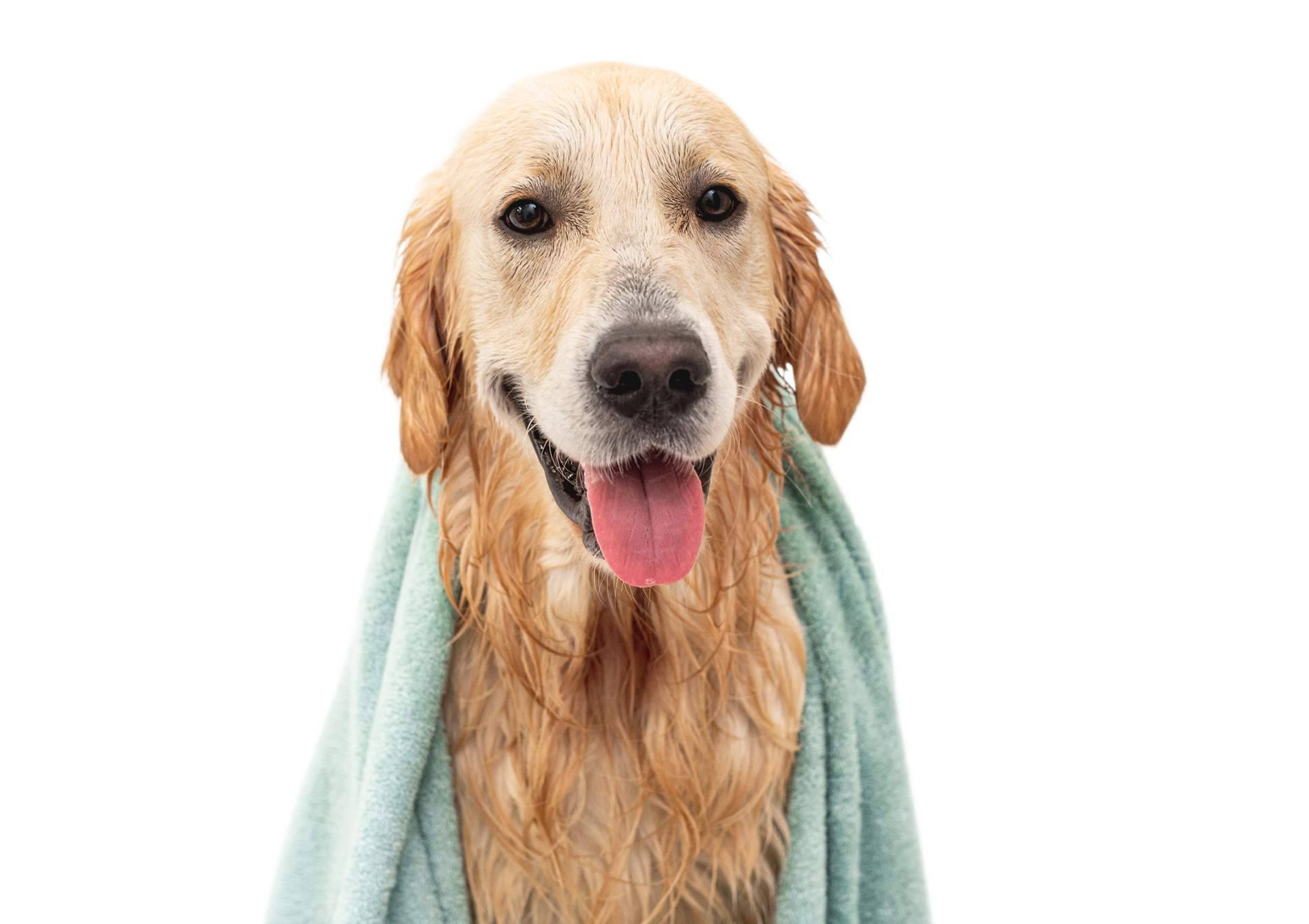 'PURE' Hypoalergénico, champú y acondicionador para perros
