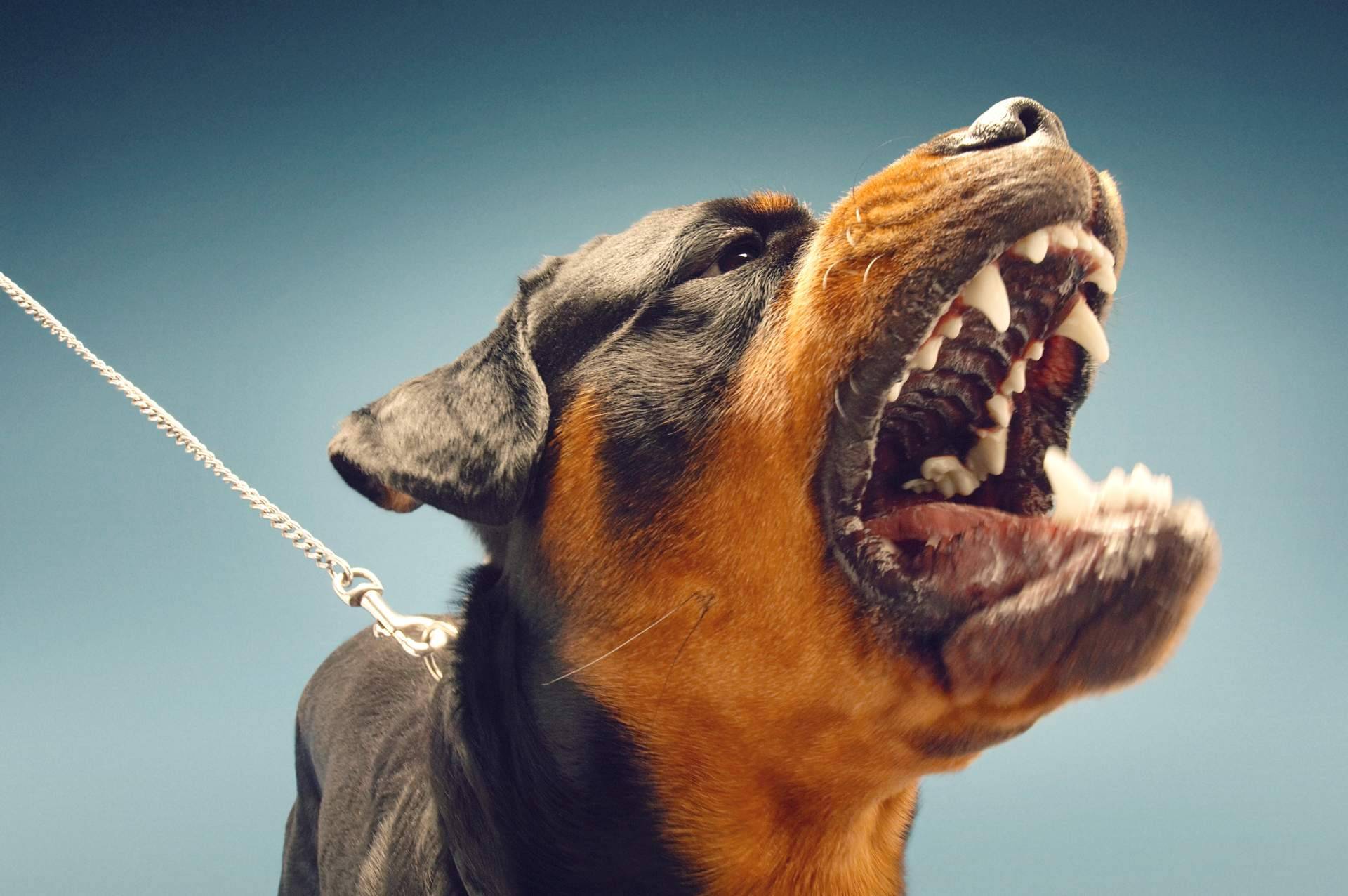 Pasar un reconocimiento médico/psicotécnico en Centro Médico Bravo para conseguir la licencia de tenencia de animales peligrosos