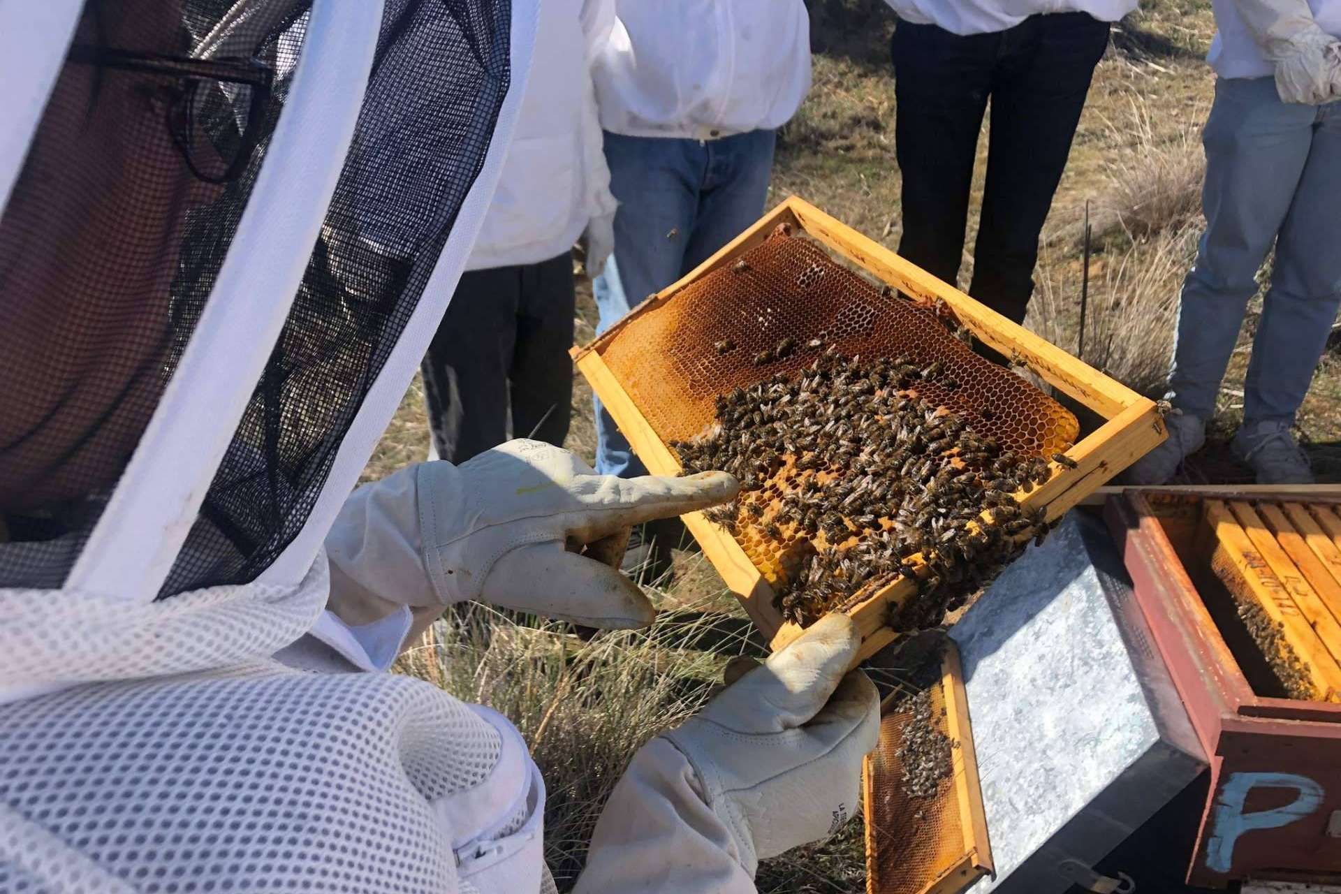 El apasionante mundo de la apicultura; hobby y negocio en uno