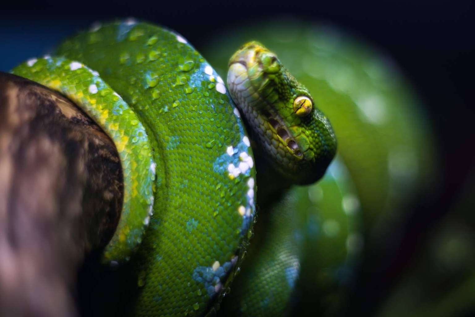 SnakeRoom, el Centro Divulgativo que ofrece la experiencia de interactuar con reptiles como serpientes