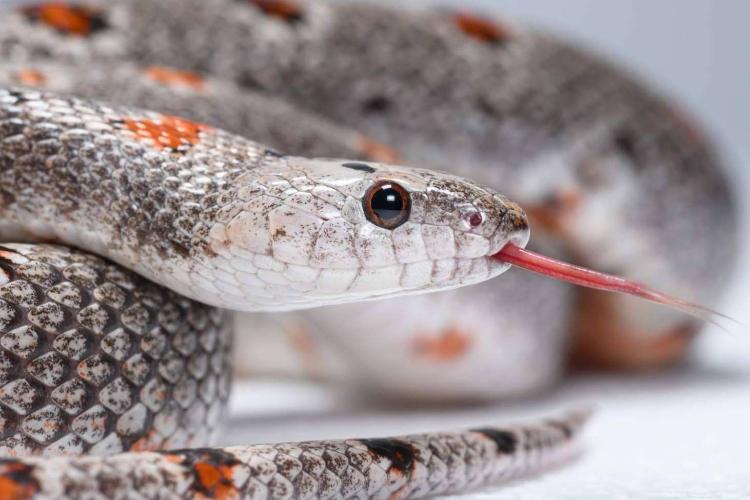 Encontrar serpientes como mascota en el centro de cría autorizado, SnakeRoom