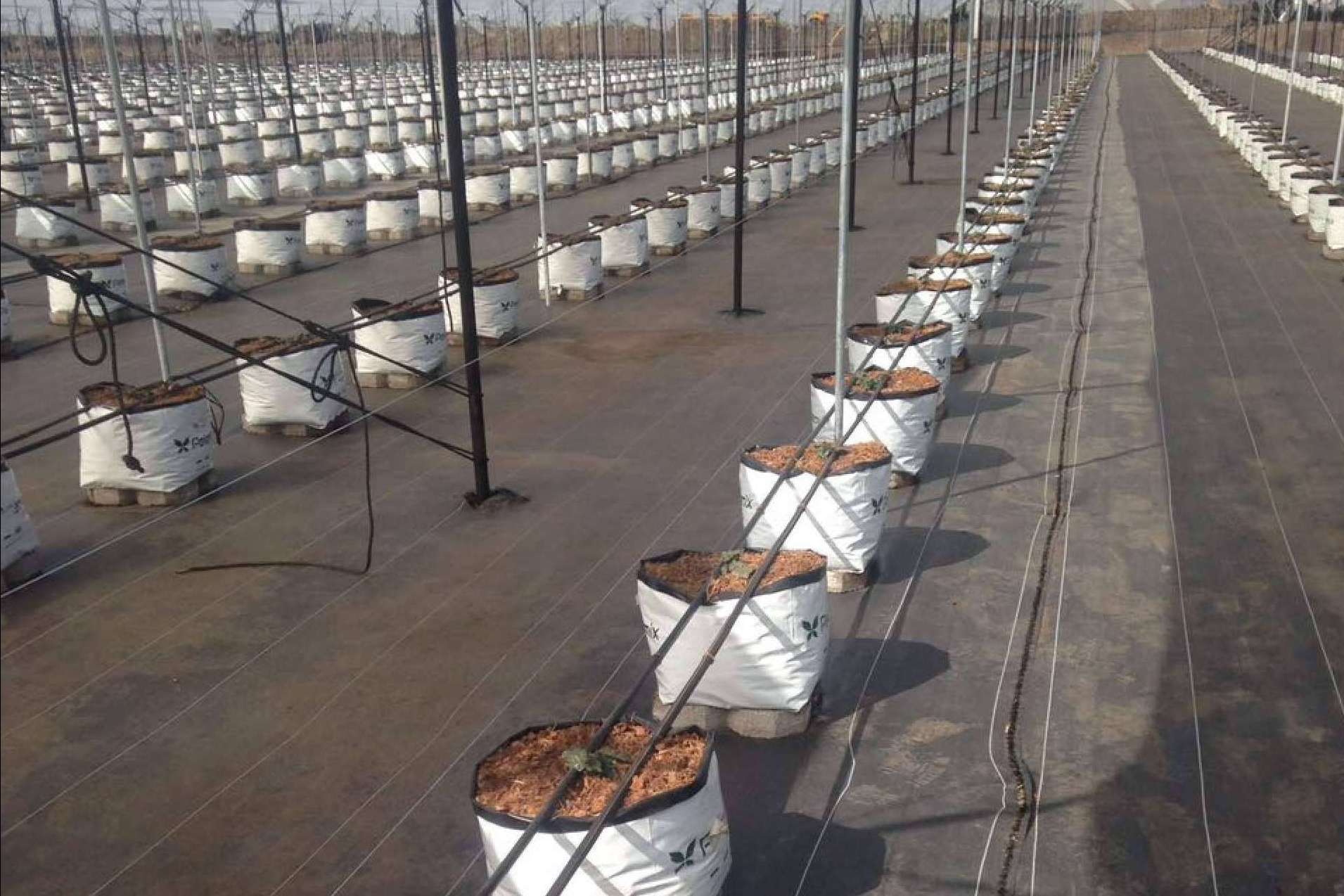 Pelemix explica las ventajas de los sustratos de cultivo para blueberrys