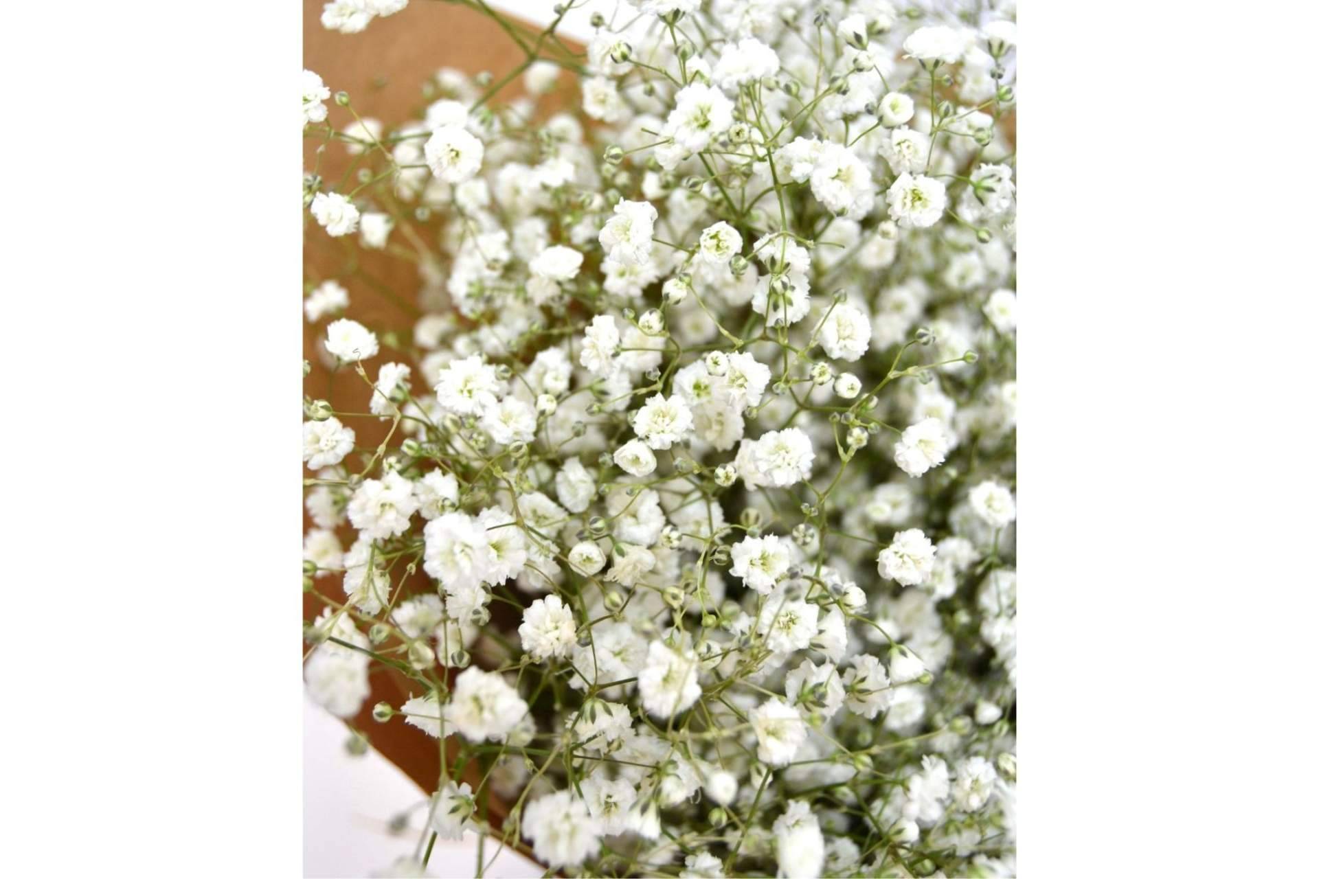 Un regalo perfecto es el ramo paniculata blanca de Rosistirem