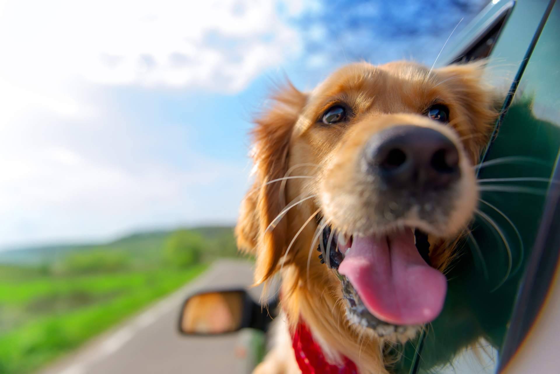 Tras el fallecimiento de su responsable, ¿cómo proteger a los animales?