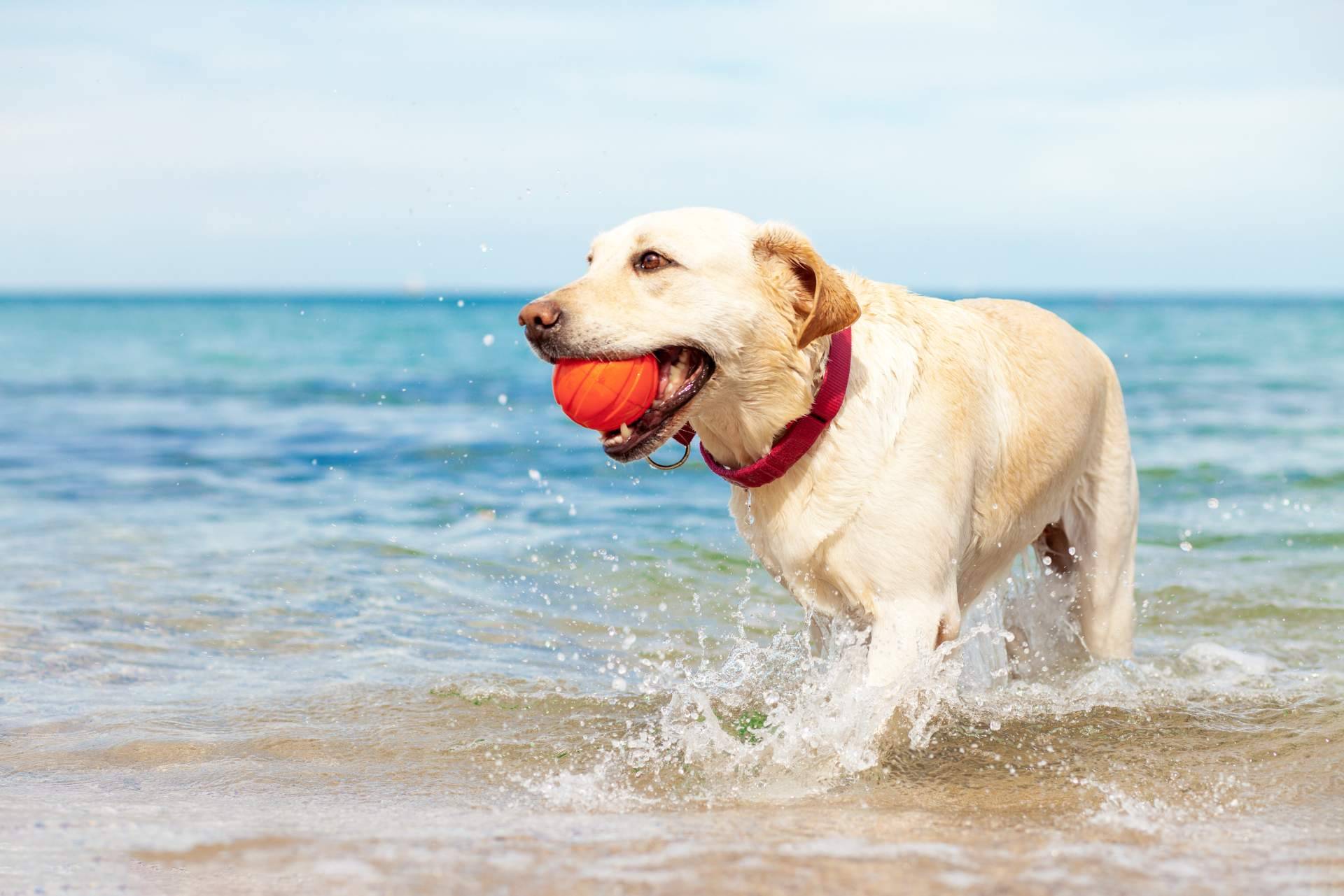 ¿Cómo planificar las vacaciones cuando hay animales de compañía en la familia?