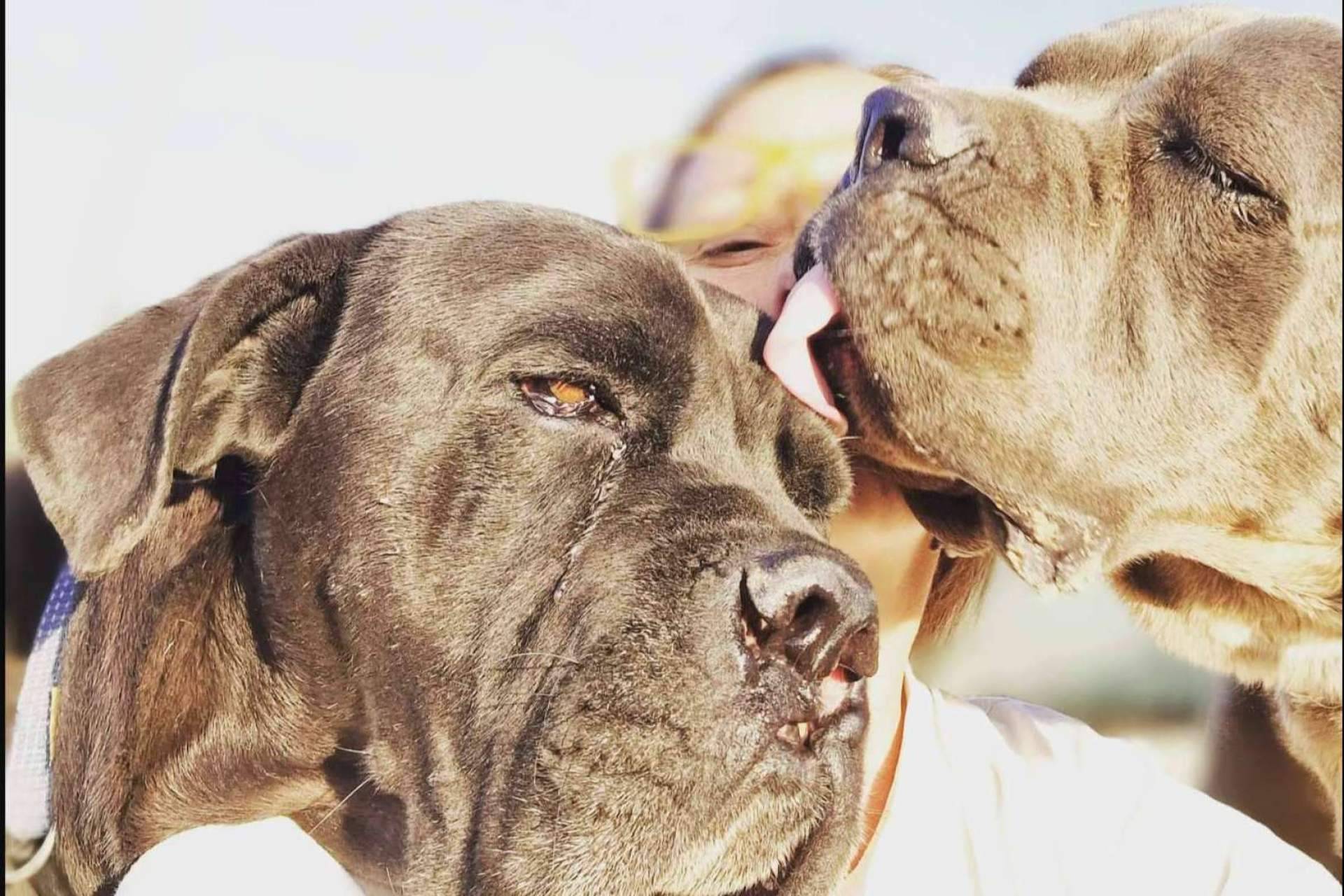 PERROBUENO, una guardería canina donde la felicidad de los perros importa