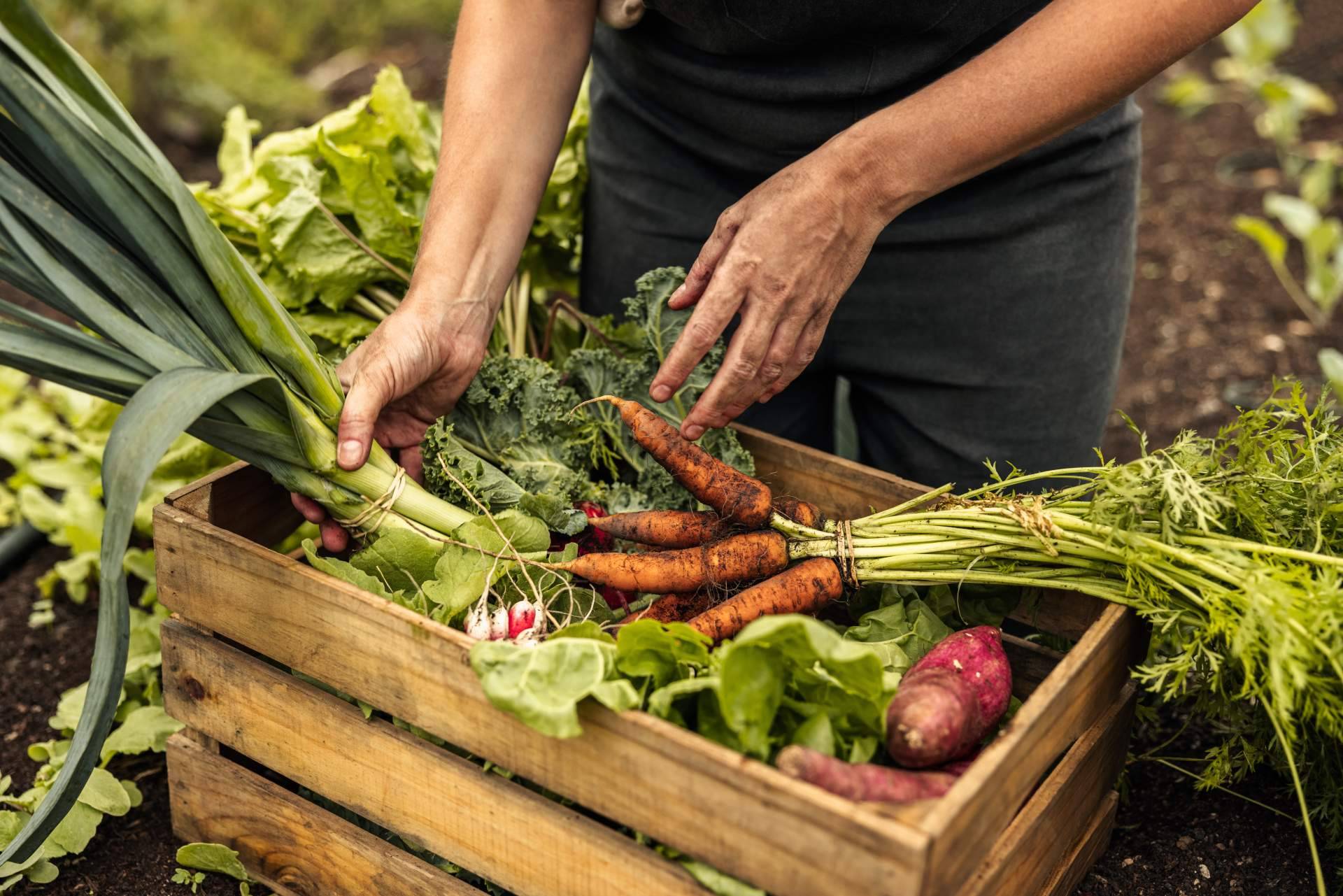 Serunion y las prácticas que lleva a cabo para fomentar la alimentación sostenible