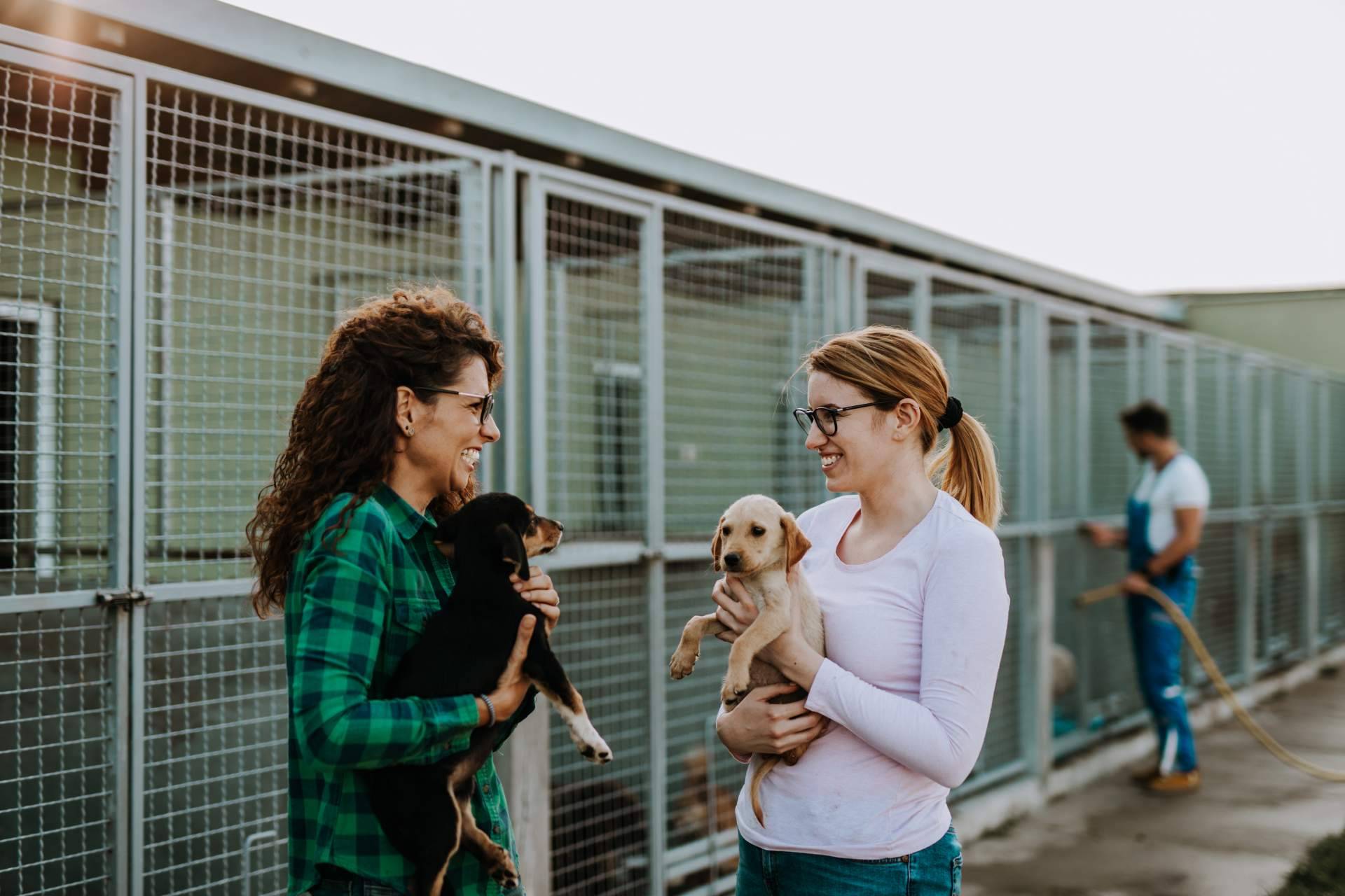 El buscador de perros y gatos en adopción de ADOPTA. ¡La clave para encontrar el compañero peludo perfecto!