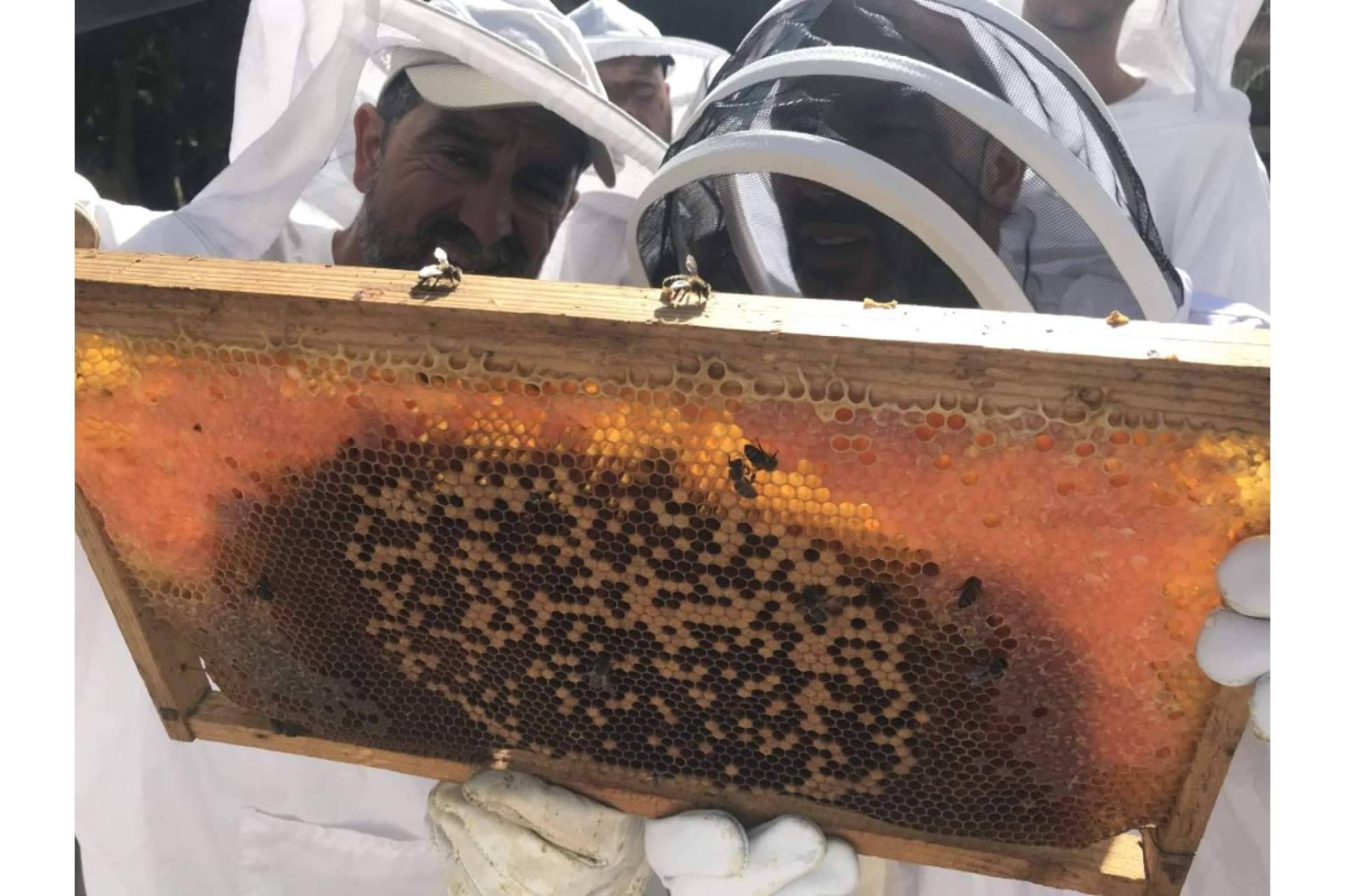 El papel de las abejas para la seguridad alimentaria y la vida saludable, por Cursos de Apicultura