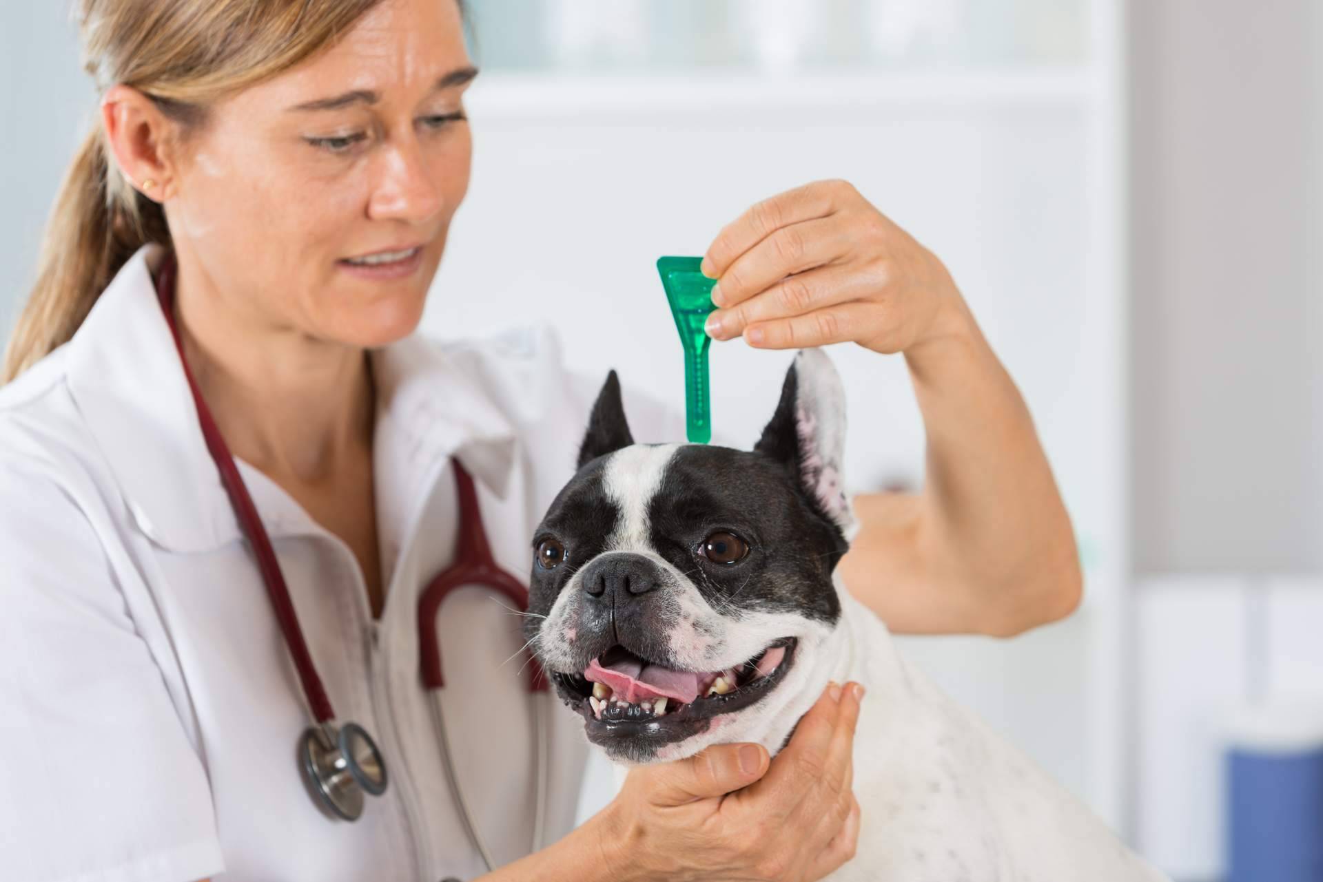 ¿Cuáles son las señales para identificar las negligencias veterinarias?