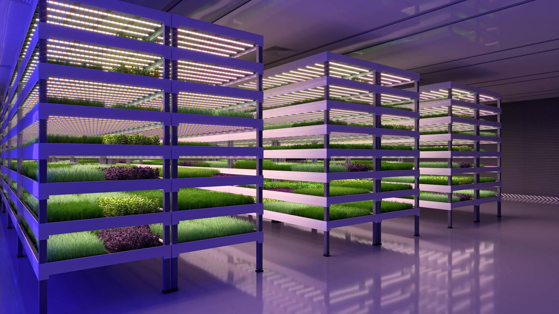 PVAI cuenta con servicios de consultoría en la puesta en marcha de campos de agricultura vertical