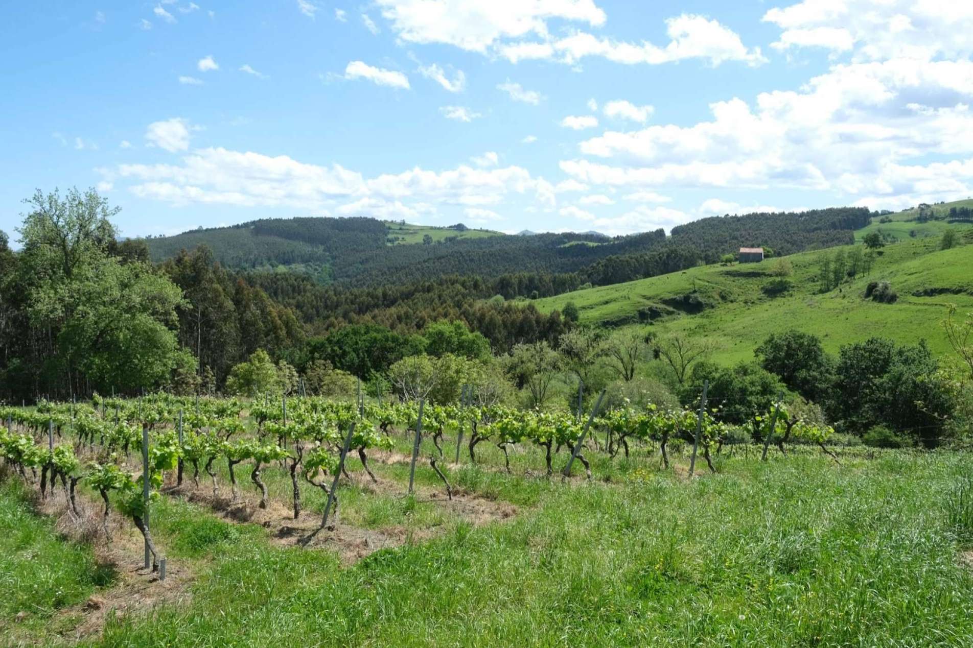 Bodegas Vidular, una historia de amor y respeto por el vino y la 'tierruca'