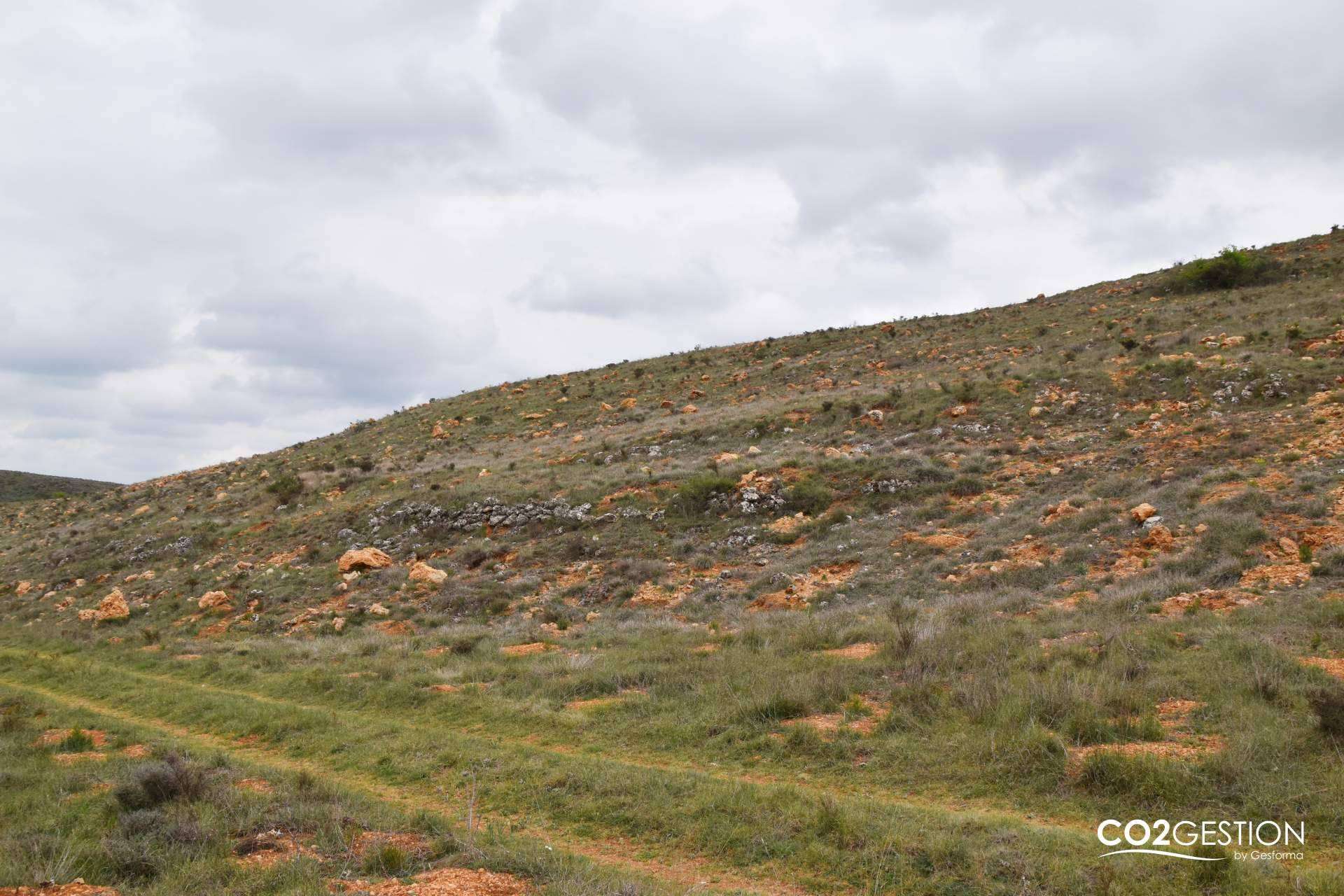 INECO compensa más de 200 toneladas de CO₂ gracias a una plantación forestal en Burgos