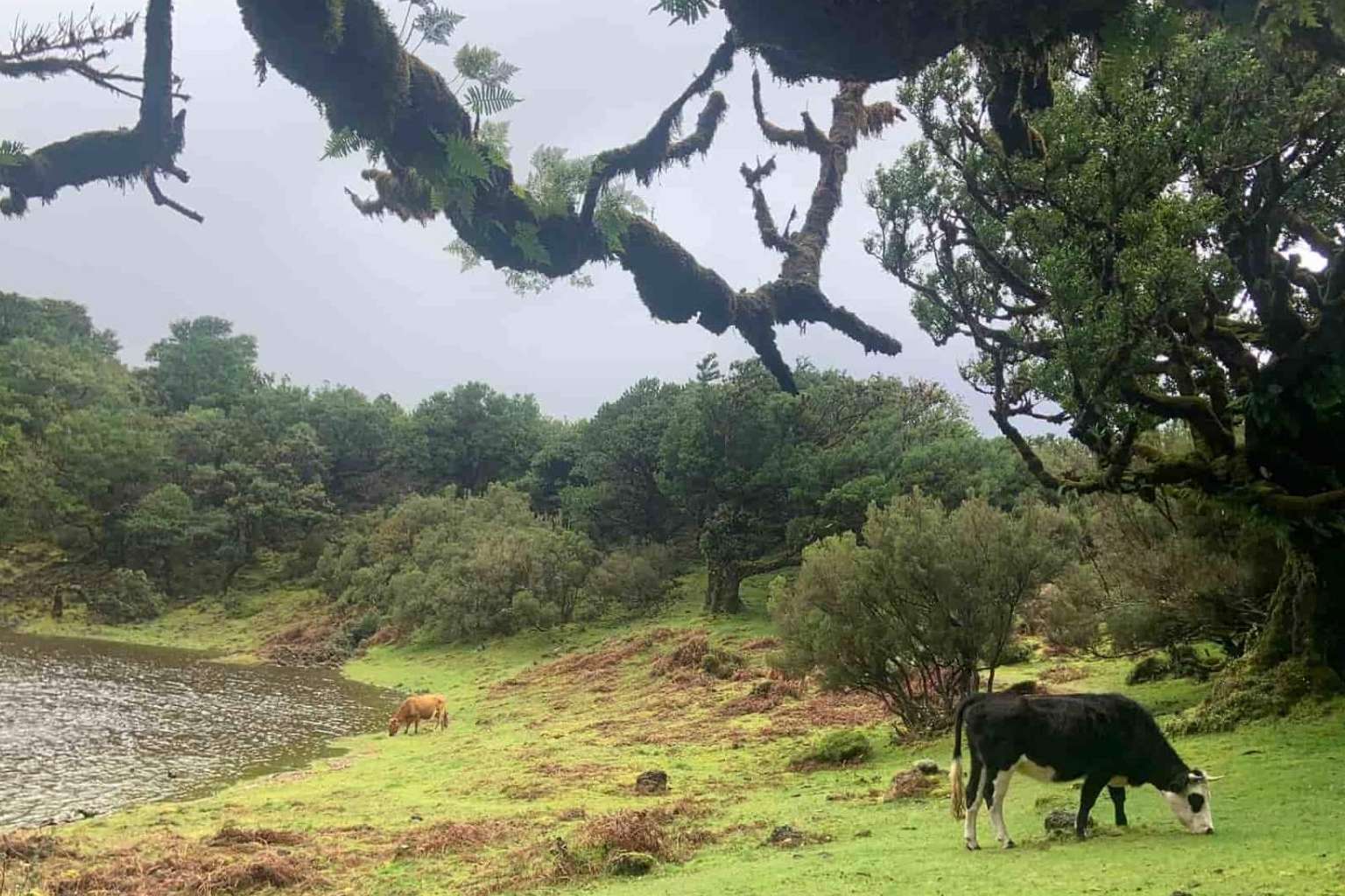 Conocer un destino de película muy cerca de España, Madeira