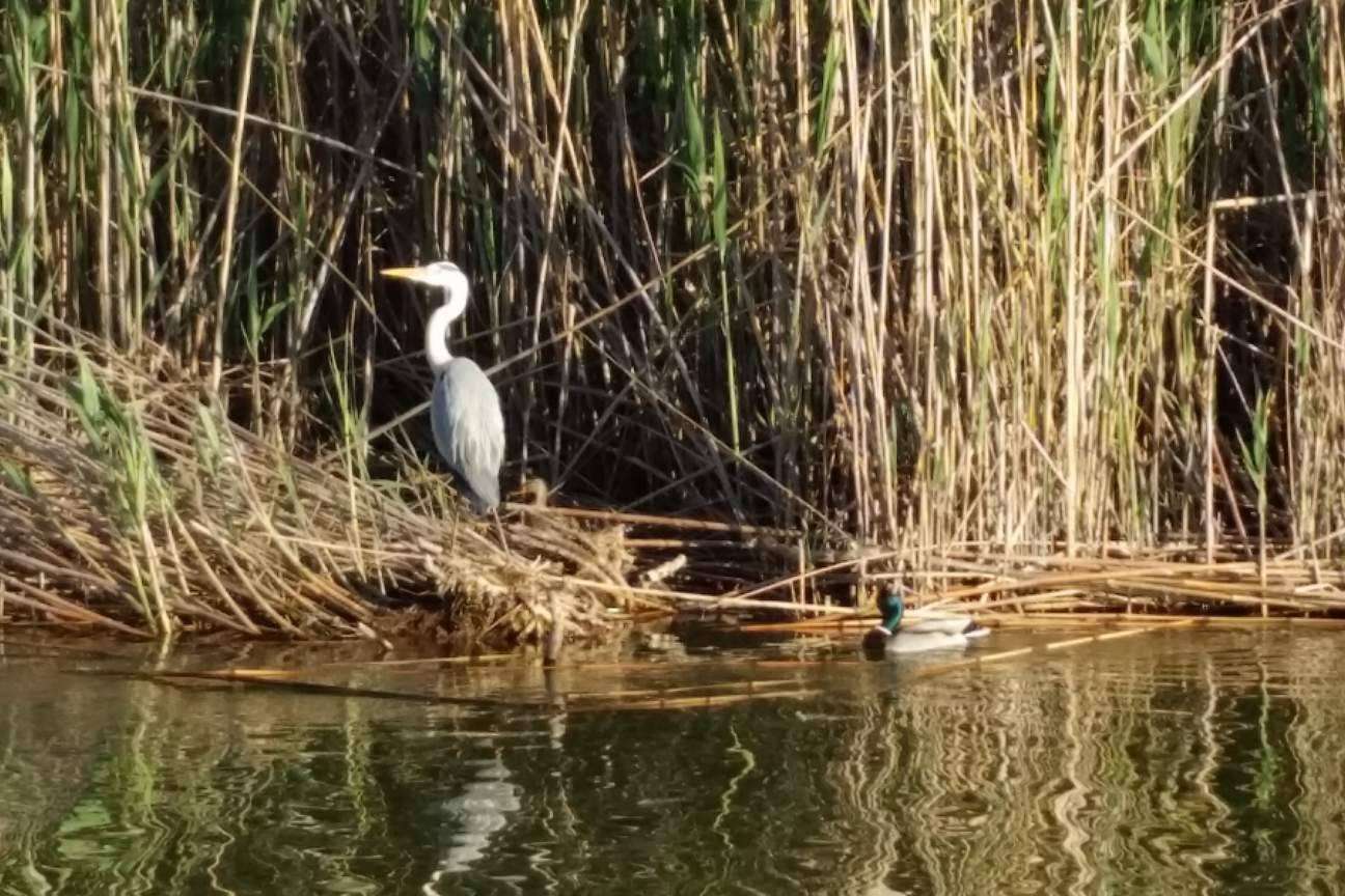 Descubrir los encantos de la Albufera de la mano de Albumar