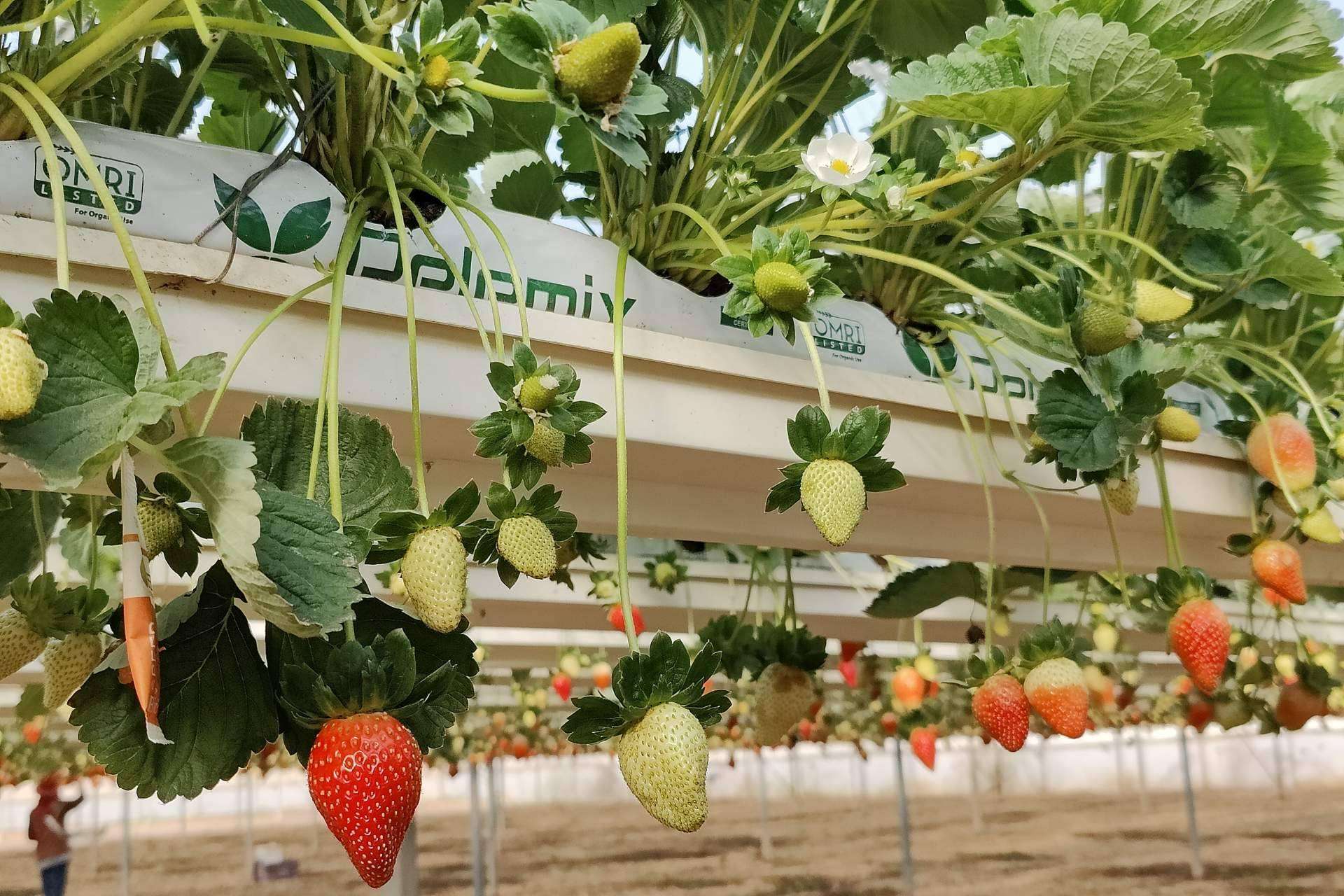 Aspectos a considerar cuando se planta en un invernadero con bolsas de cultivo