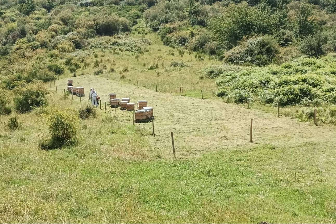 La miel de la excelencia, de la mano de Apícola del Bierzo