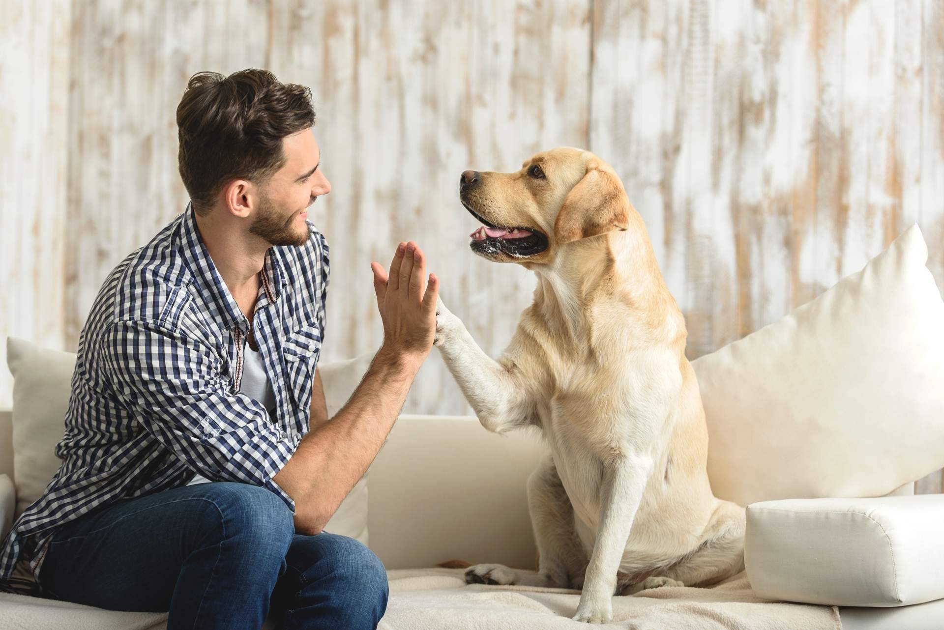 El amor y el adiestramiento son insuficientes para tener el perro que se quiere