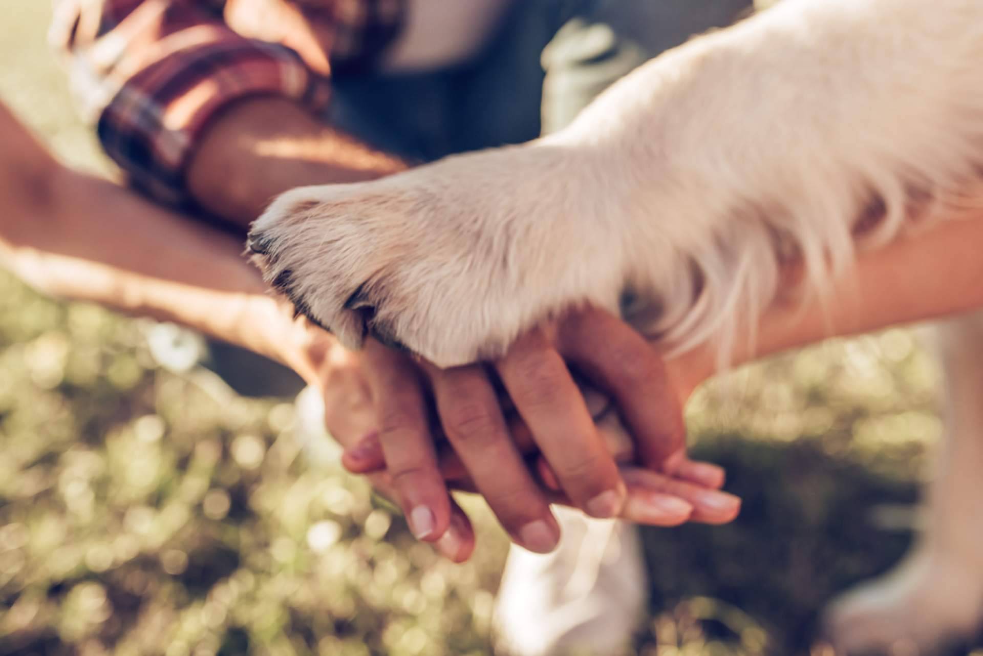El estrés de las personas contagia a sus mascotas