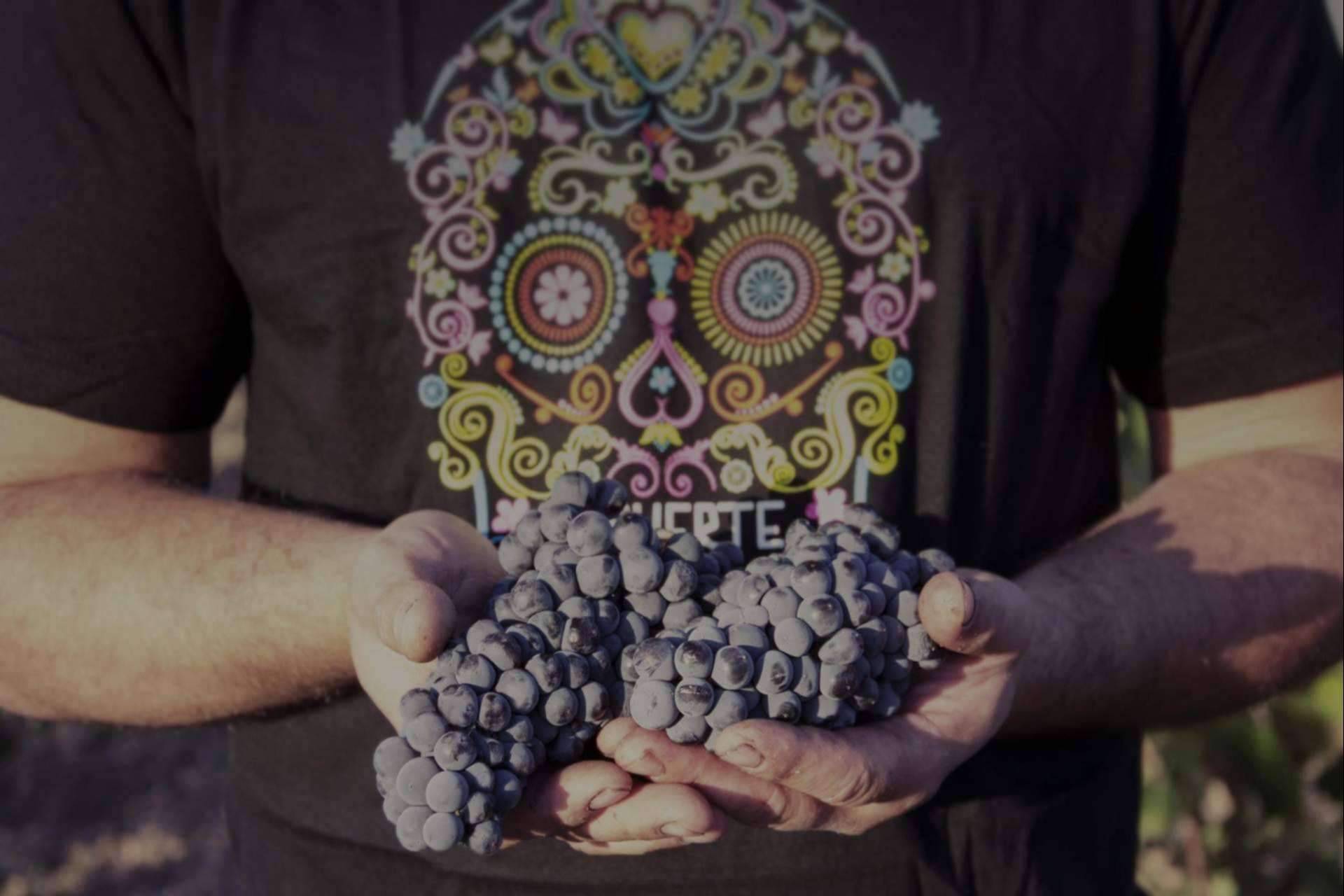 La joya enológica que protagoniza los vinos de DEMUERTE WINES es la uva Monastrell