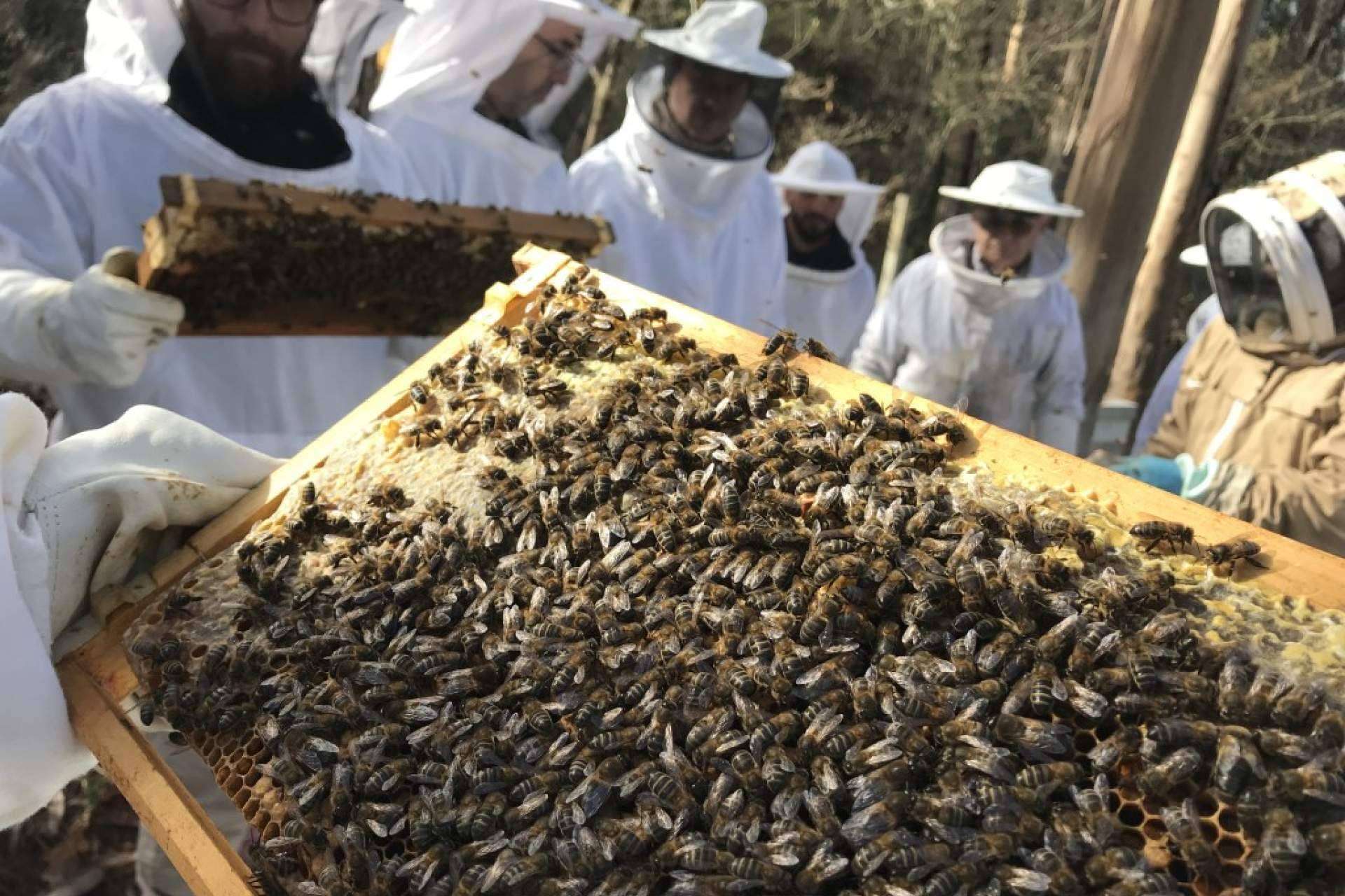 Los beneficios de la apiterapia con apitoxina, con Cursos Apicultura