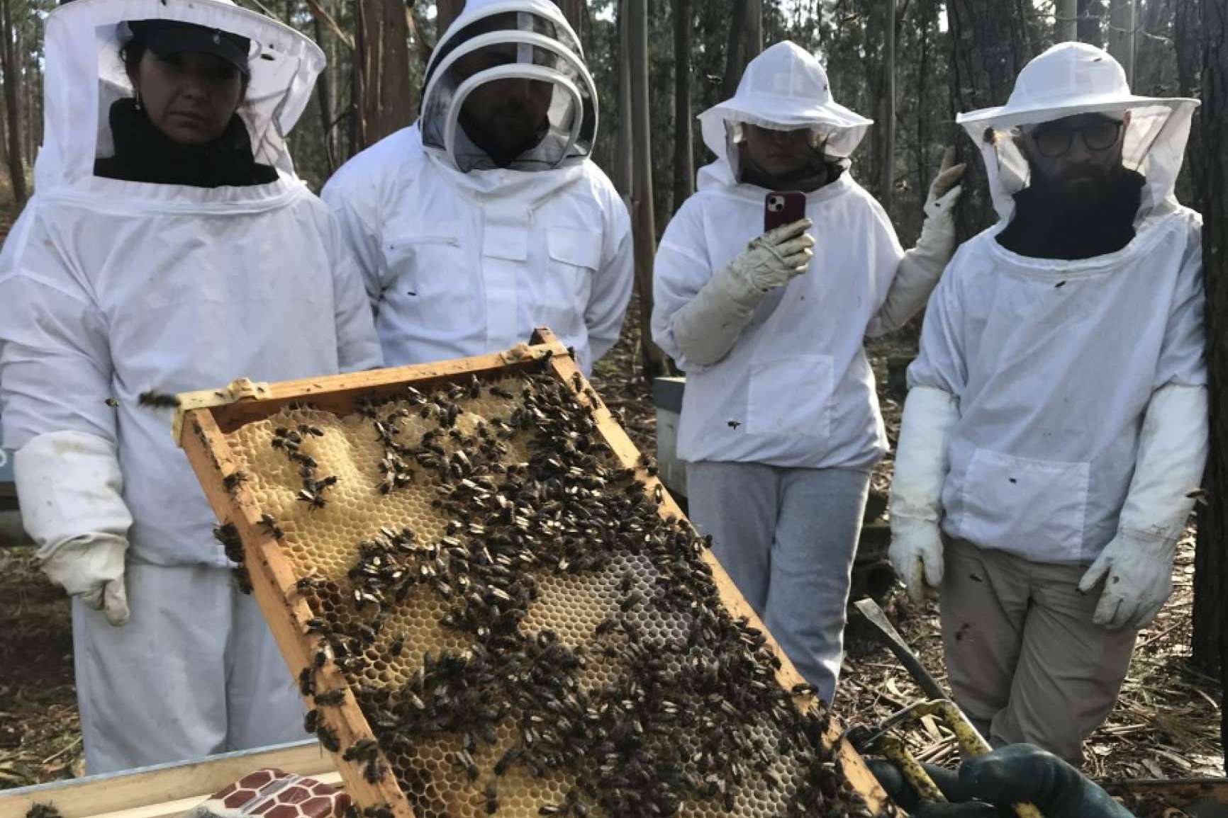 ¿Qué es exactamente la polinización de las abejas?, con Cursos Apicultura