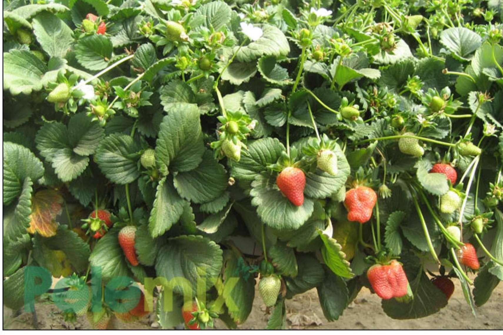 Formas de mejorar la calidad y la uniformidad de las cosechas de frutos rojos