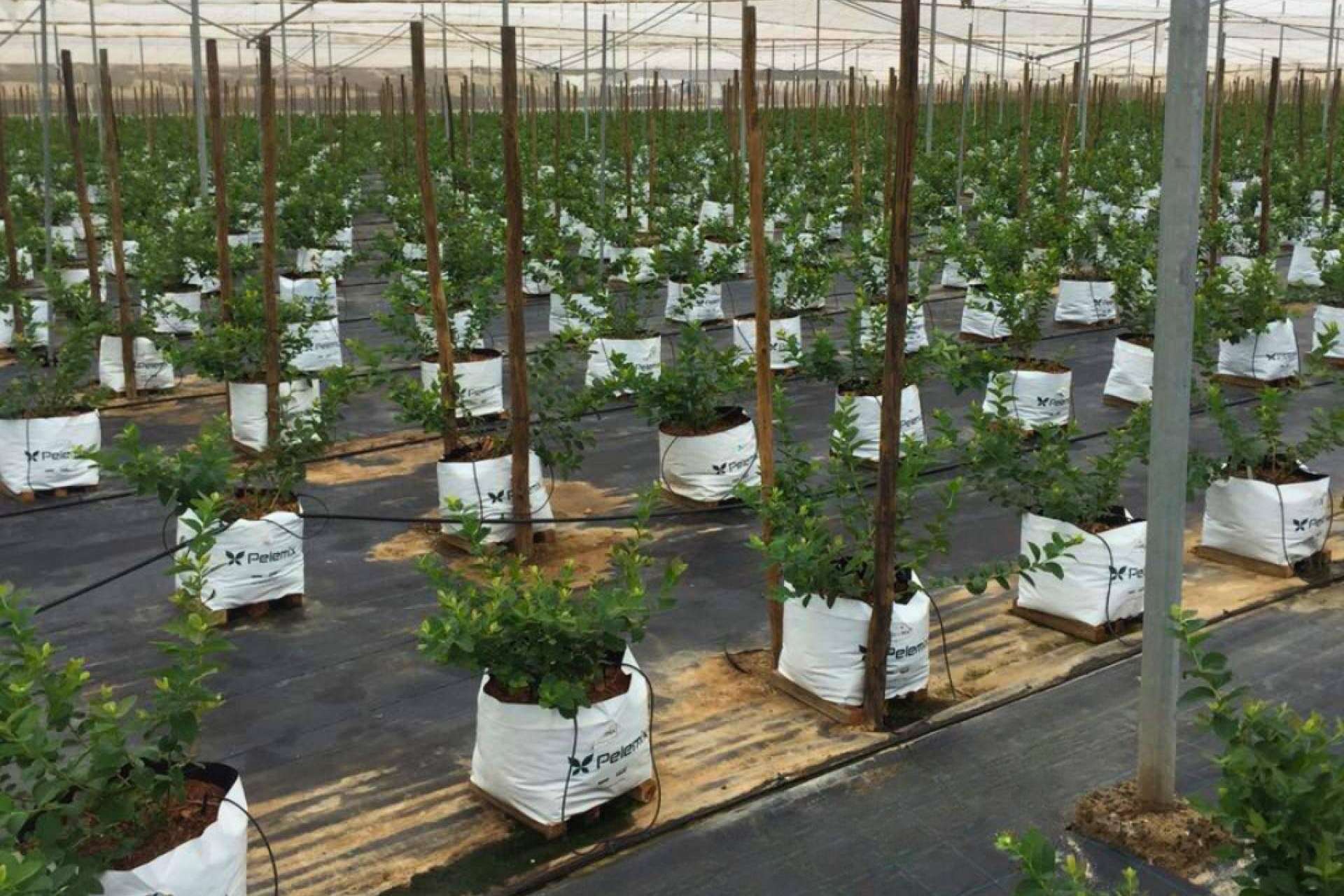 Planificar un invernadero con bolsas de cultivo con estos 5 criterios