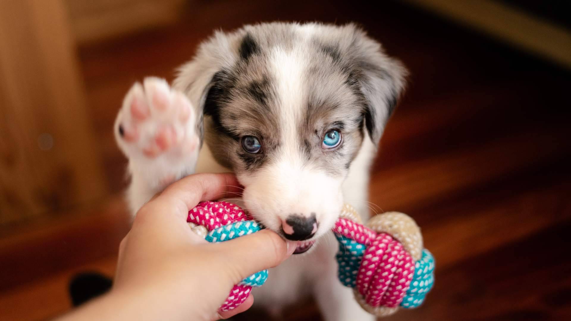 Can Xana ofrece juguetes interactivos para perros
