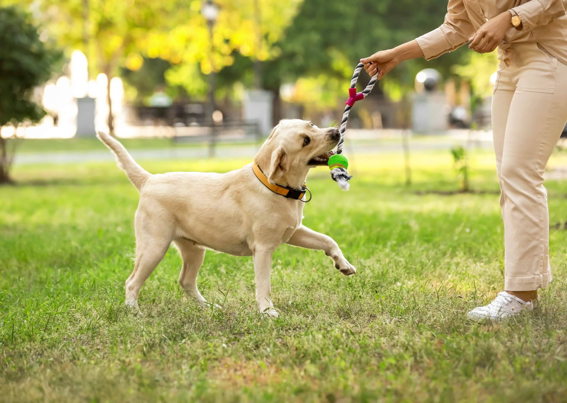 Convertir la pasión en un negocio, becas de emprendimiento El Perro Feliz