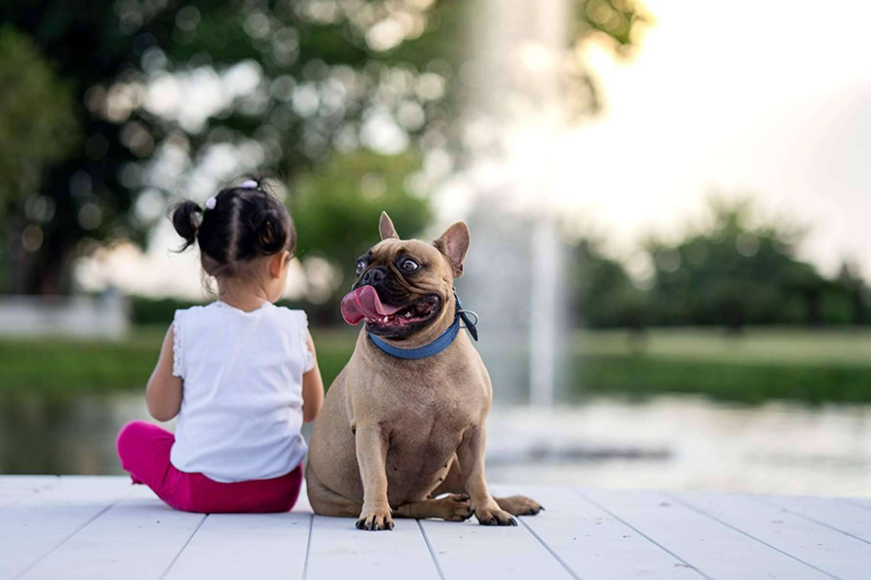 La contratación de seguros para perros se ve incentivada por la Ley de Bienestar Animal