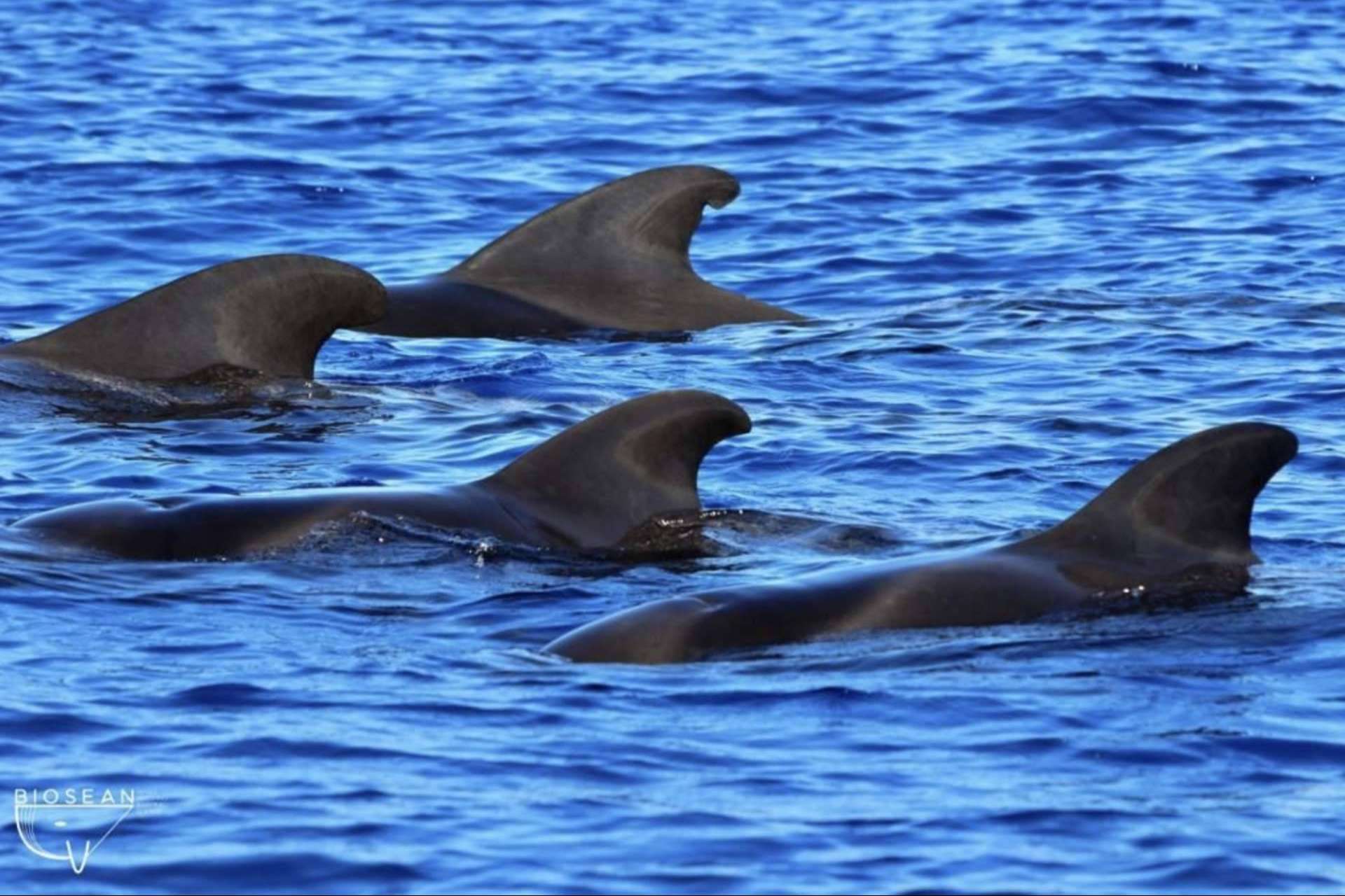 Biosean se encarga de generar información clave para la investigación de la ballena piloto en Tenerife