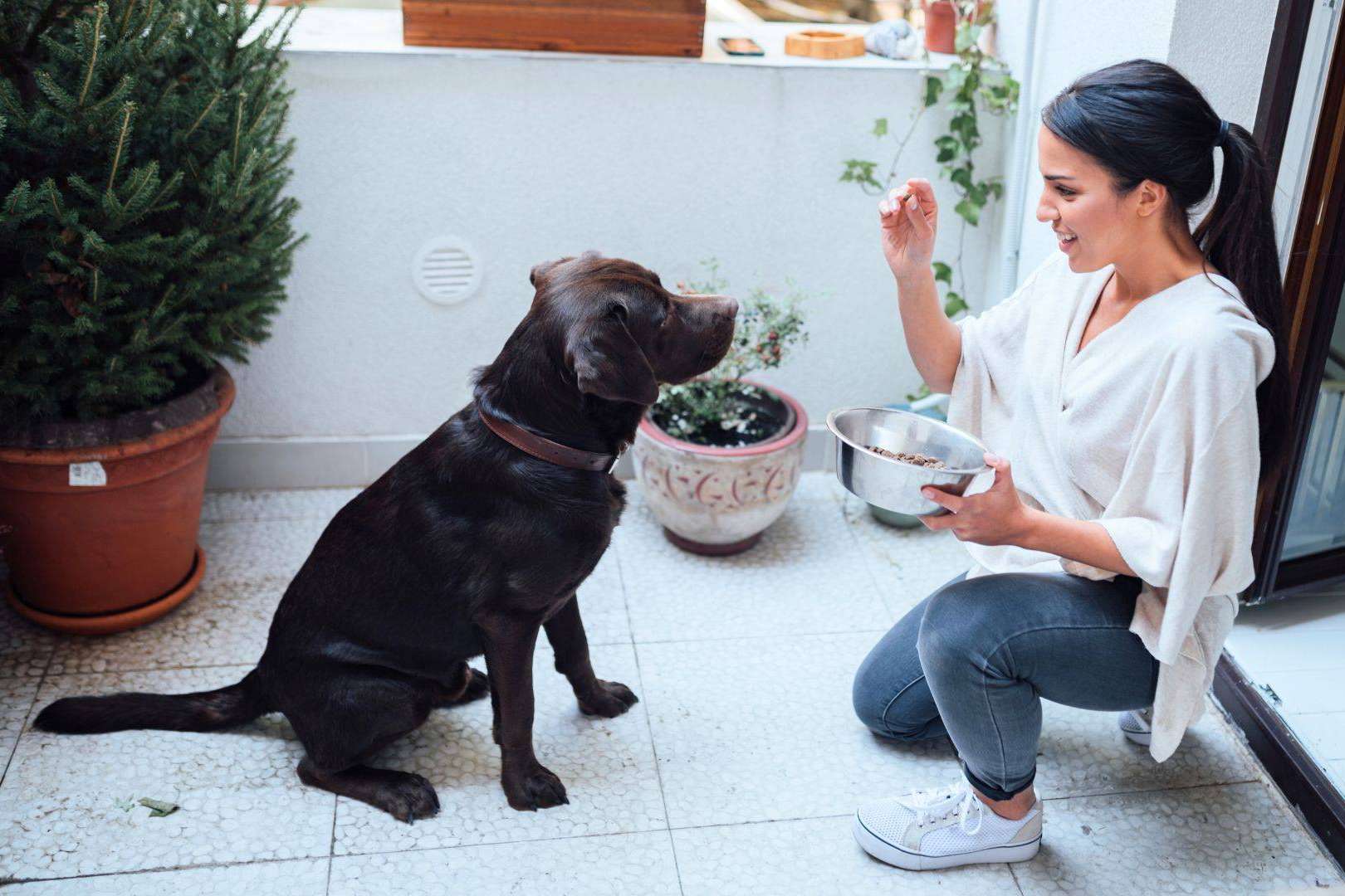 Seguro VetEasy para la nueva Ley de Bienestar Animal