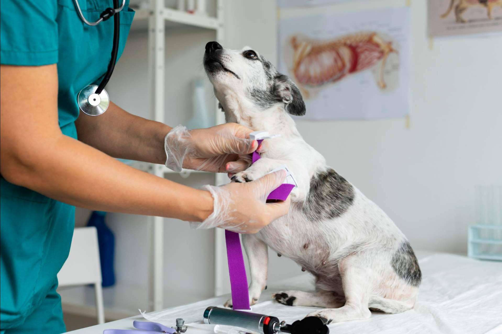 Clínica Veterinaria Olivares es una clínica veterinaria de confianza en Granada