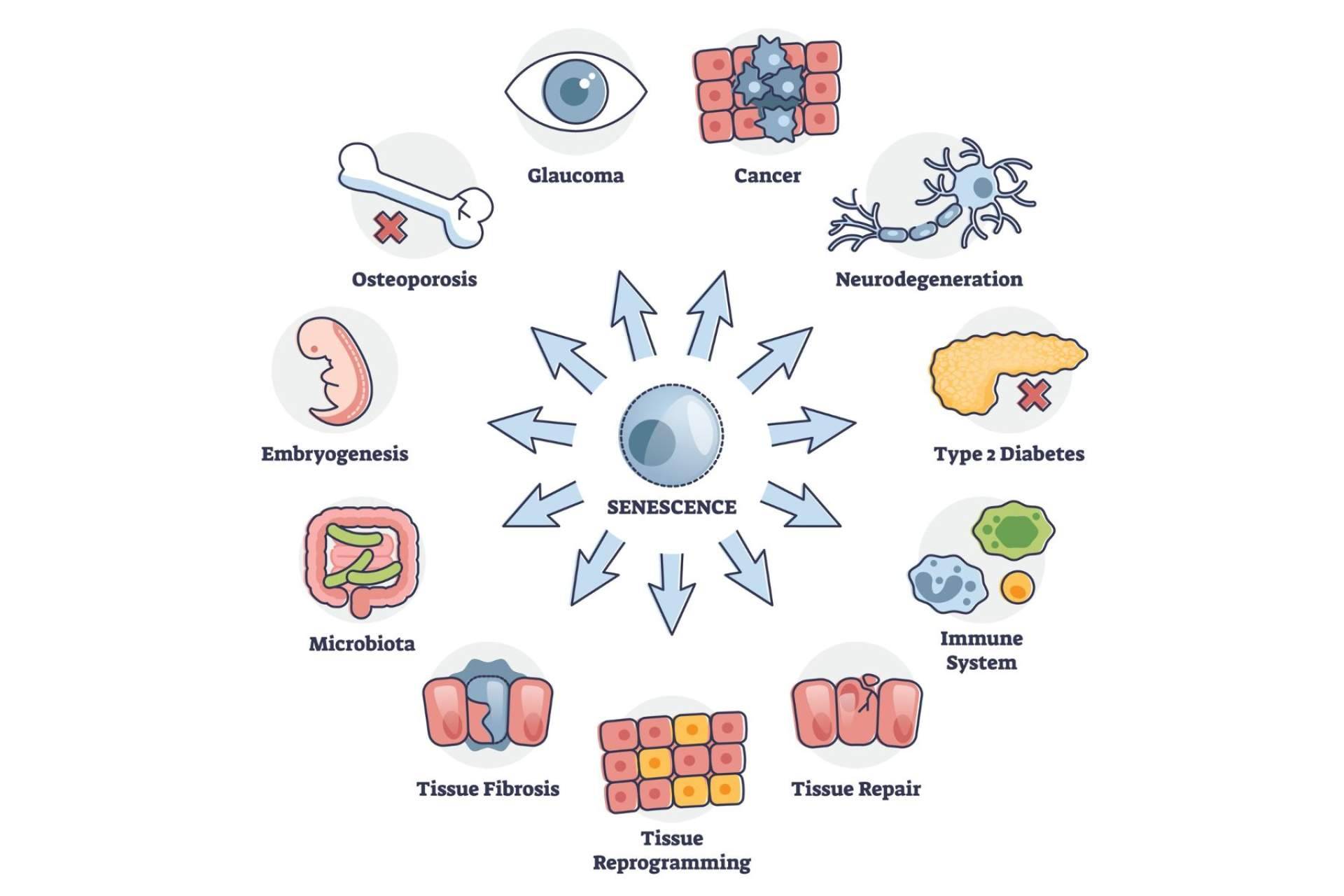 Coeus Retroaging crea uno de los primeros bancos de microbiota privado en Europa