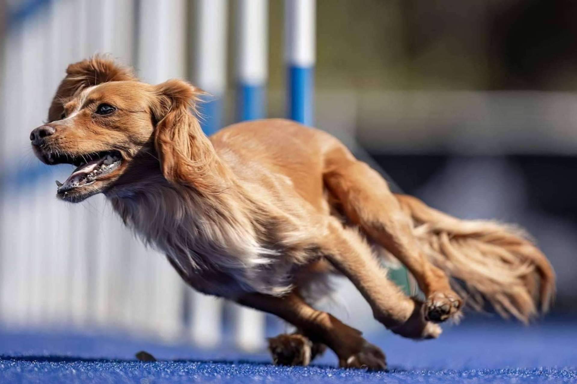 L'Almozara Can Bosc, el campus en Barcelona que ayuda a crear un vínculo con perros de razas fuertes