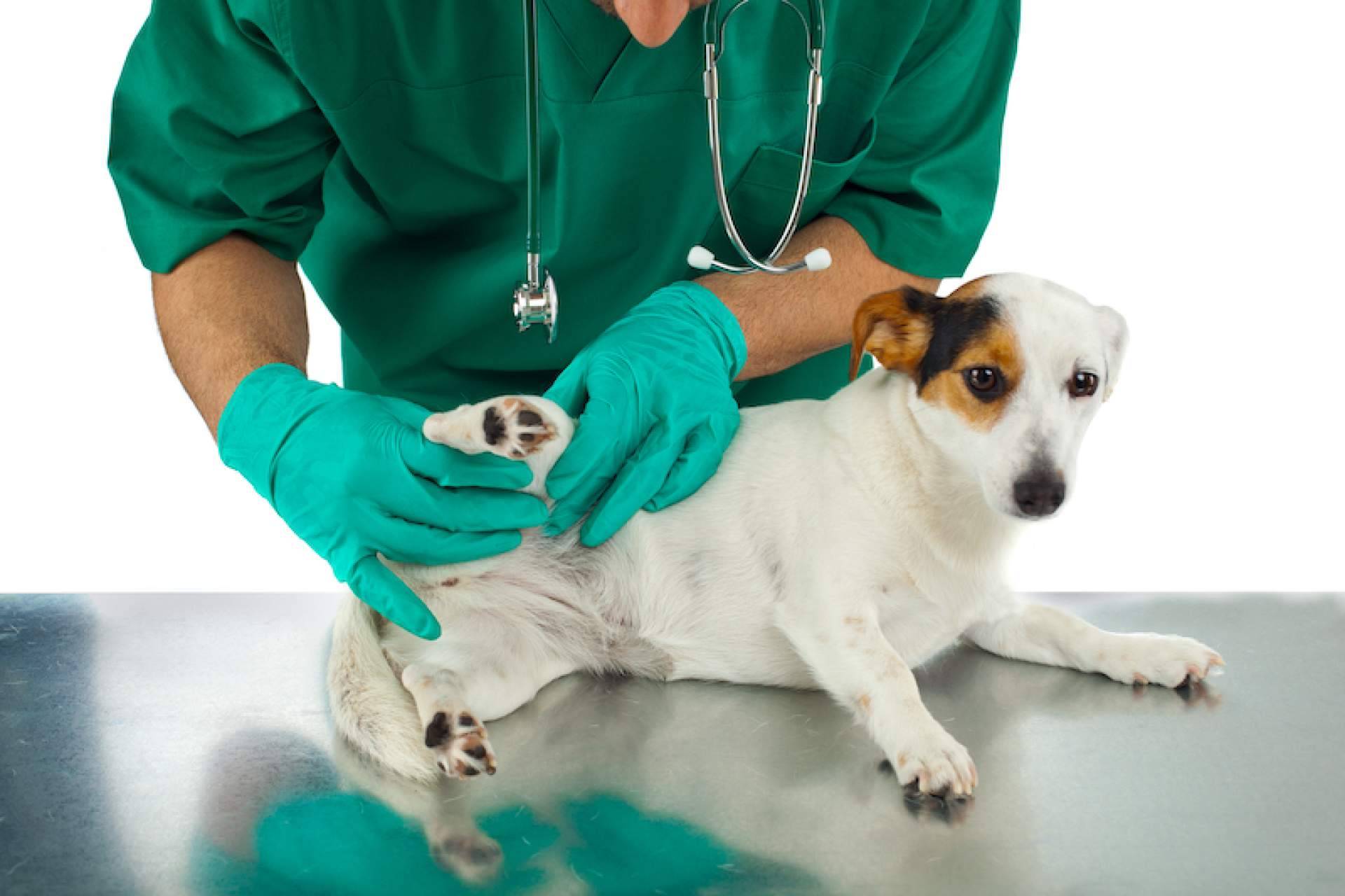 Problemas articulares en perros; cómo ayudarles a través de su alimentación