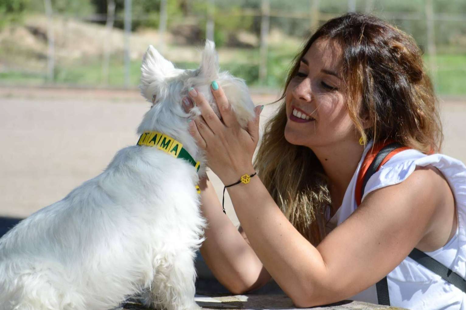 Los collares y chapas personalizadas de Seron permiten proteger a la mascota