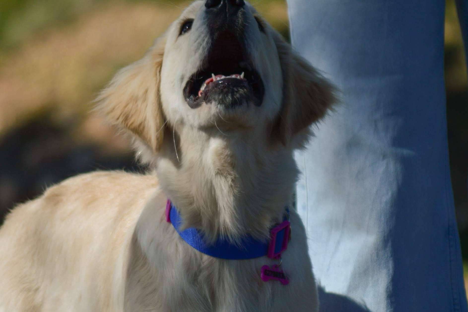 Una solución para la seguridad de las mascotas son las placas para perros