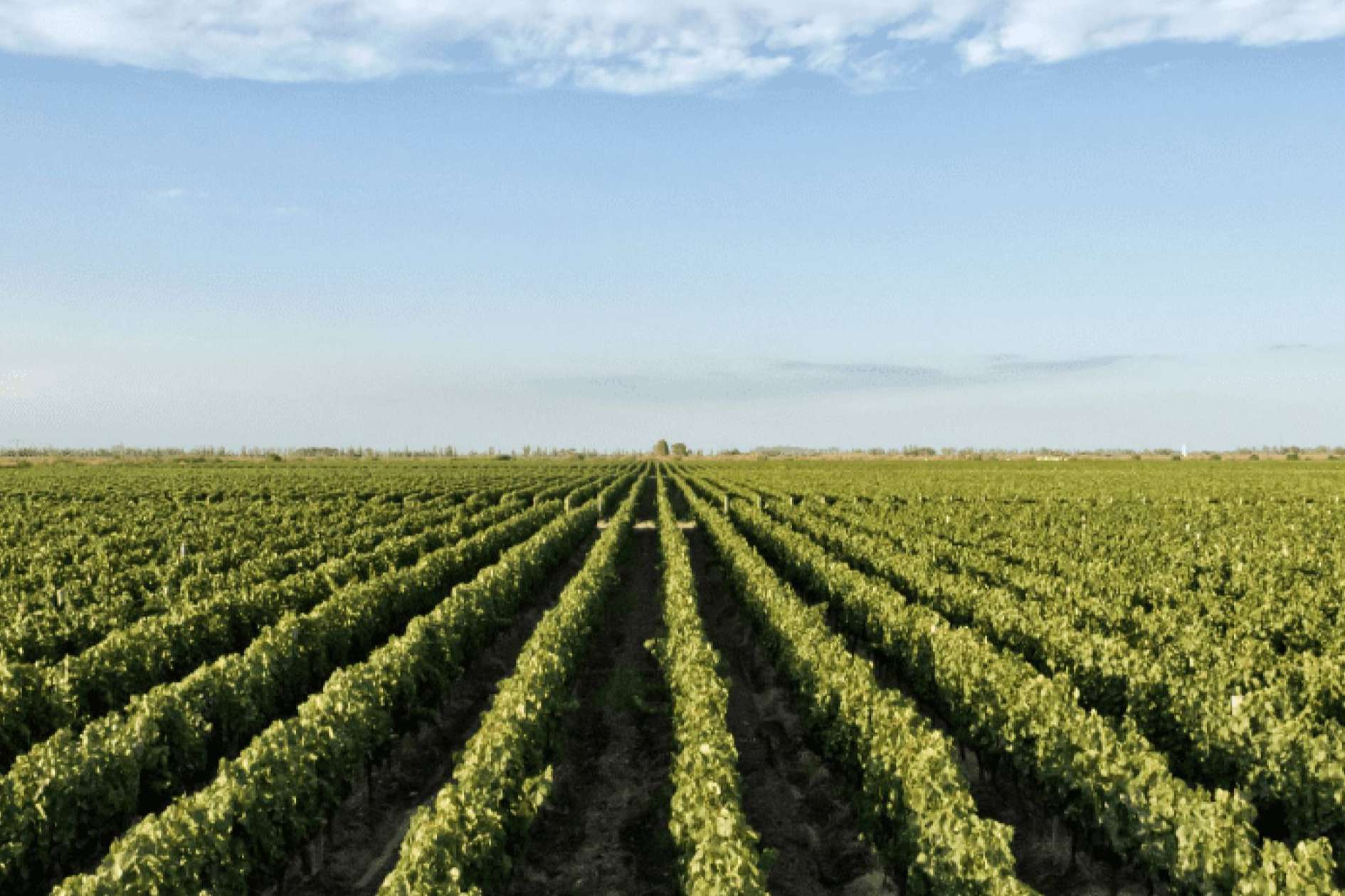 Las bodegas, donde el vino nace