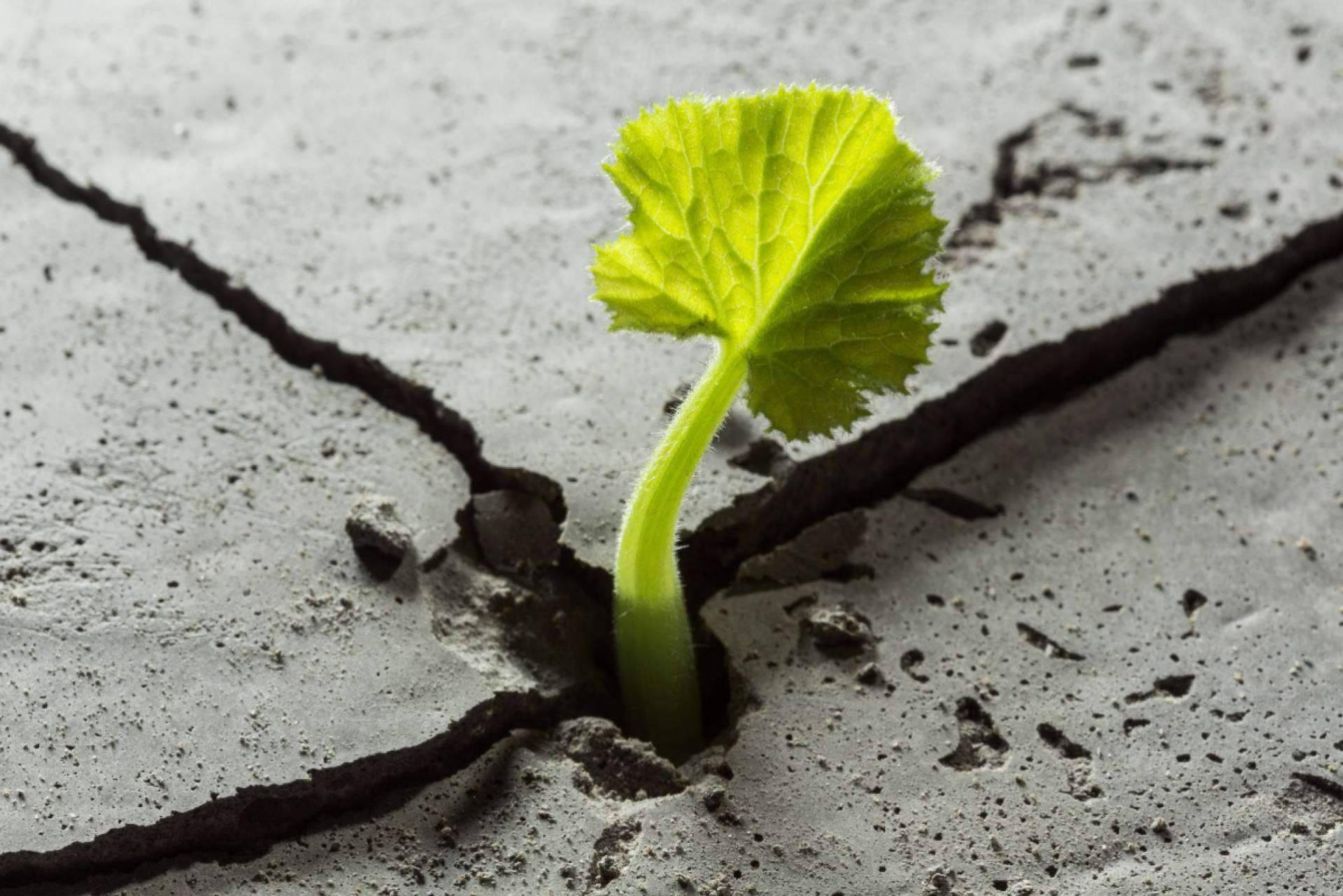 Todo lo que se debe saber sobre la resiliencia, por Sentirme Mejor