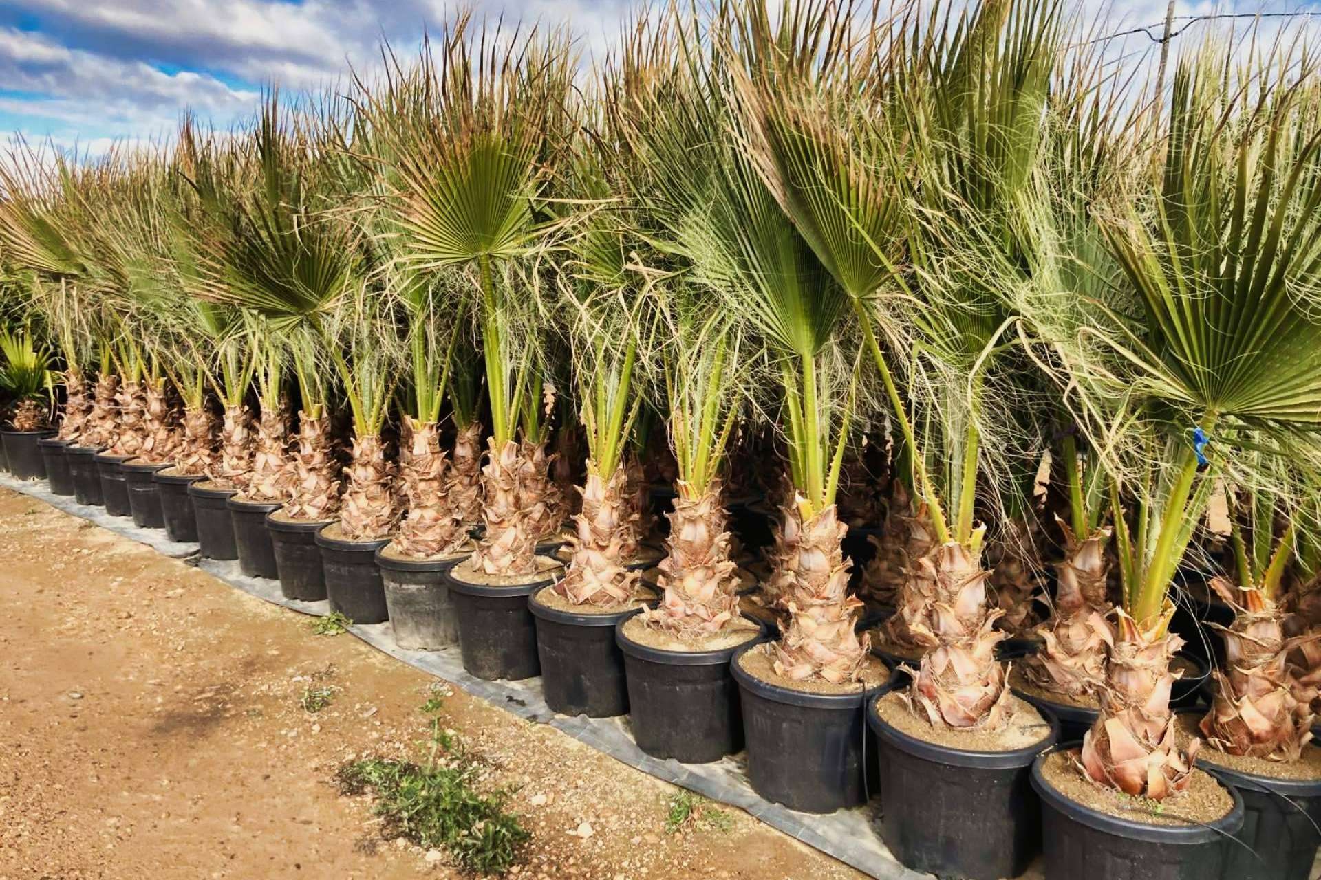Tropicalia Garden, el vivero especializado en la venta y cultivo de palmeras