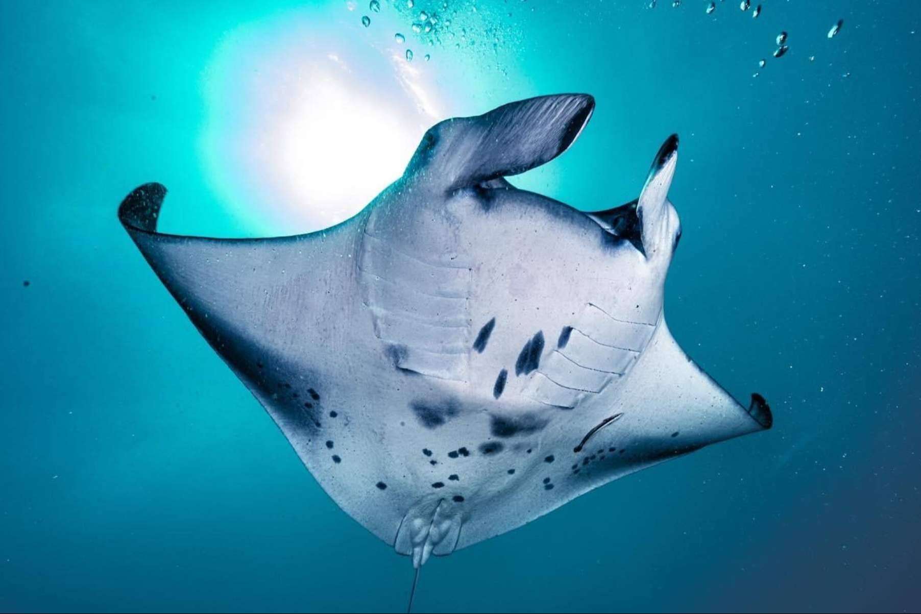 Scuba Finders, la innovadora startup que está revolucionando la forma de reservar experiencias de buceo