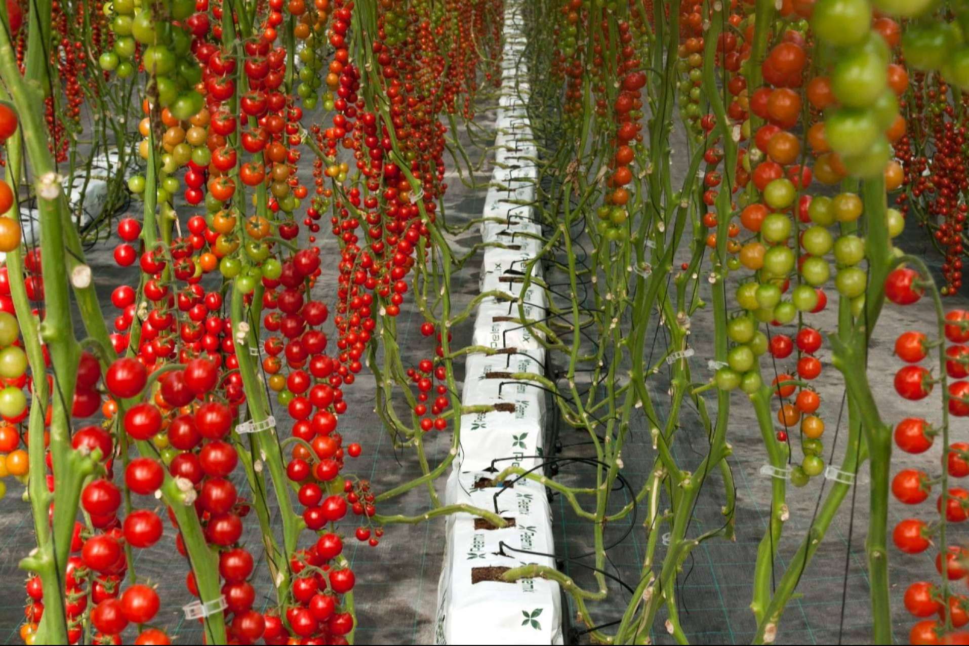 Agricultura sostenible con Pelemix; cultivos hidropónicos para luchar contra la sequía y el medioambiente