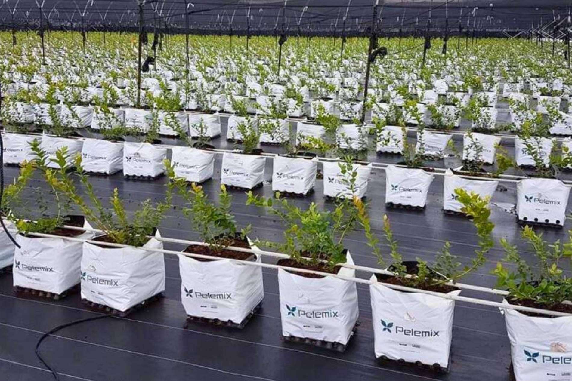 ¿Cuáles son los últimos avances en el cultivo de frutas blandas? Las soluciones Open Tops de Pelemix