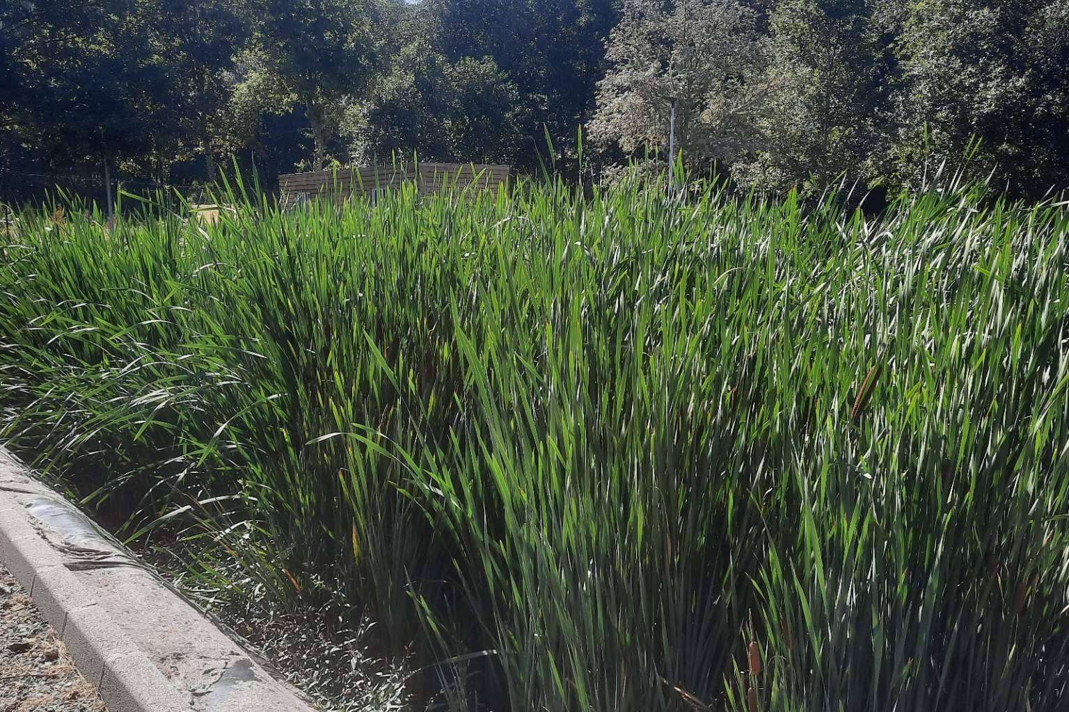 GoldProjects; los humedales como técnica medioambiental de reciclaje de aguas residuales