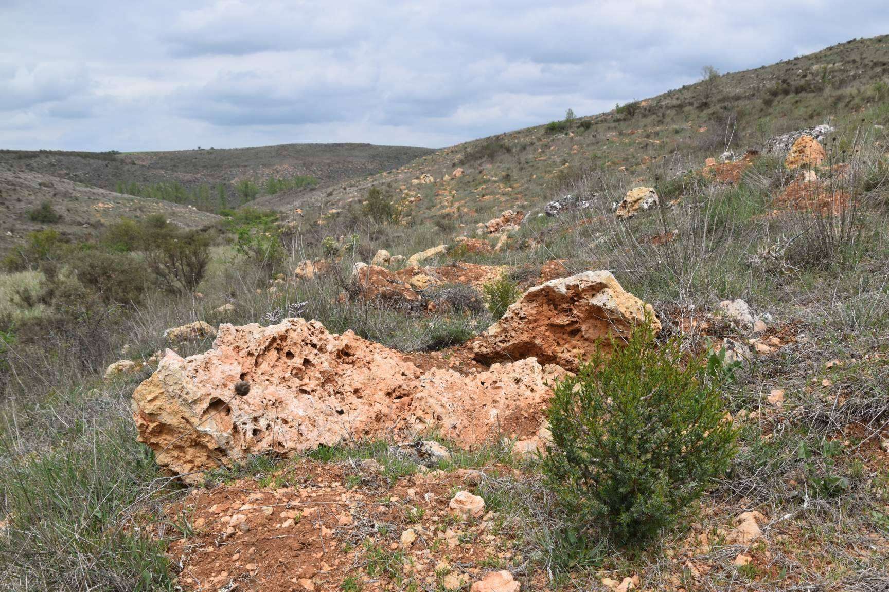 ¿A qué se debe la gran demanda de las ayudas para producciones forestales de alto valor en Castilla y León?